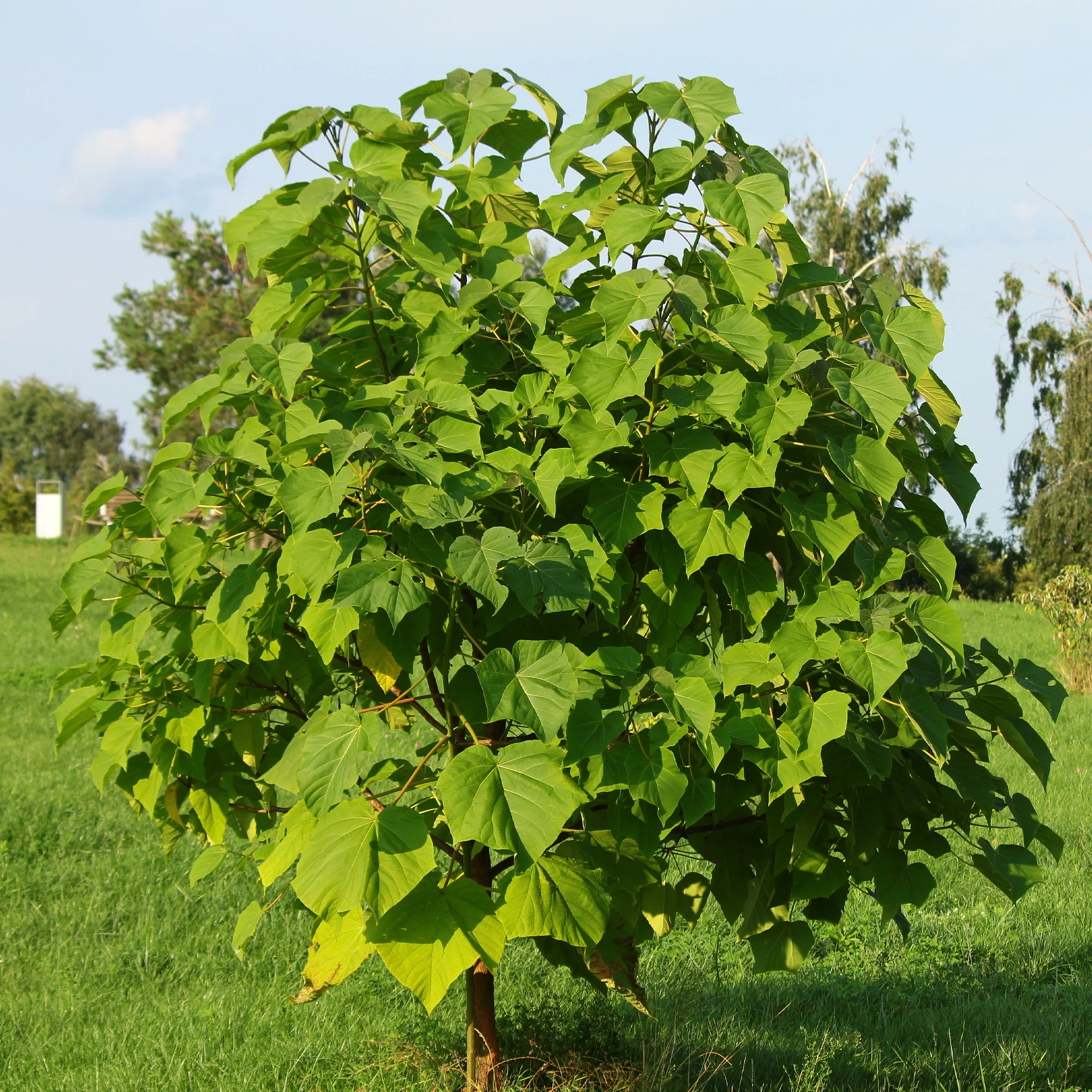 Keizerboom - Image 3