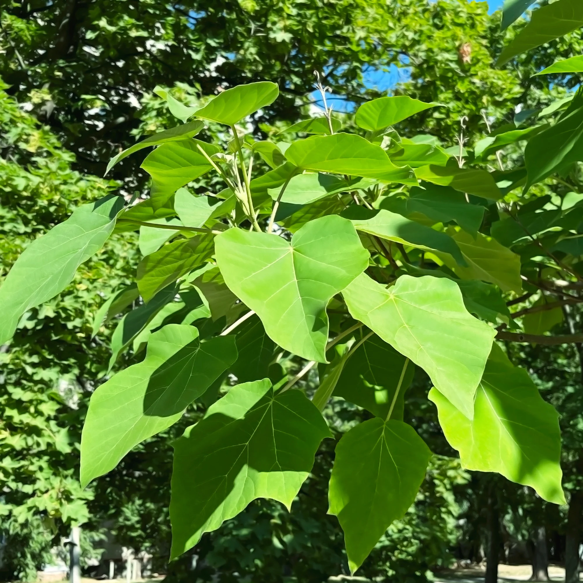 Keizerboom - Image 4