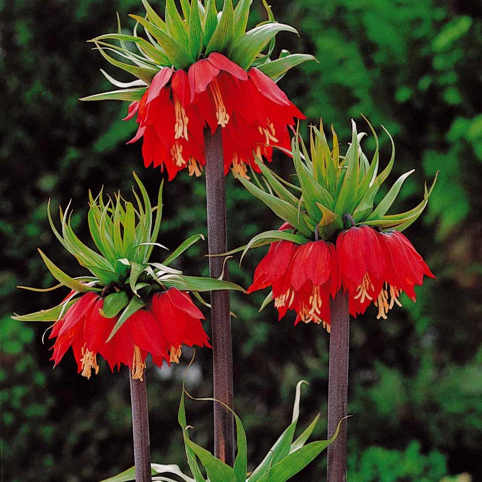 Keizerskroon Rubra - Image 4