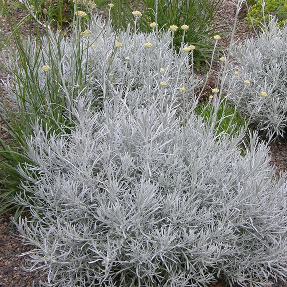 Kerrieplant