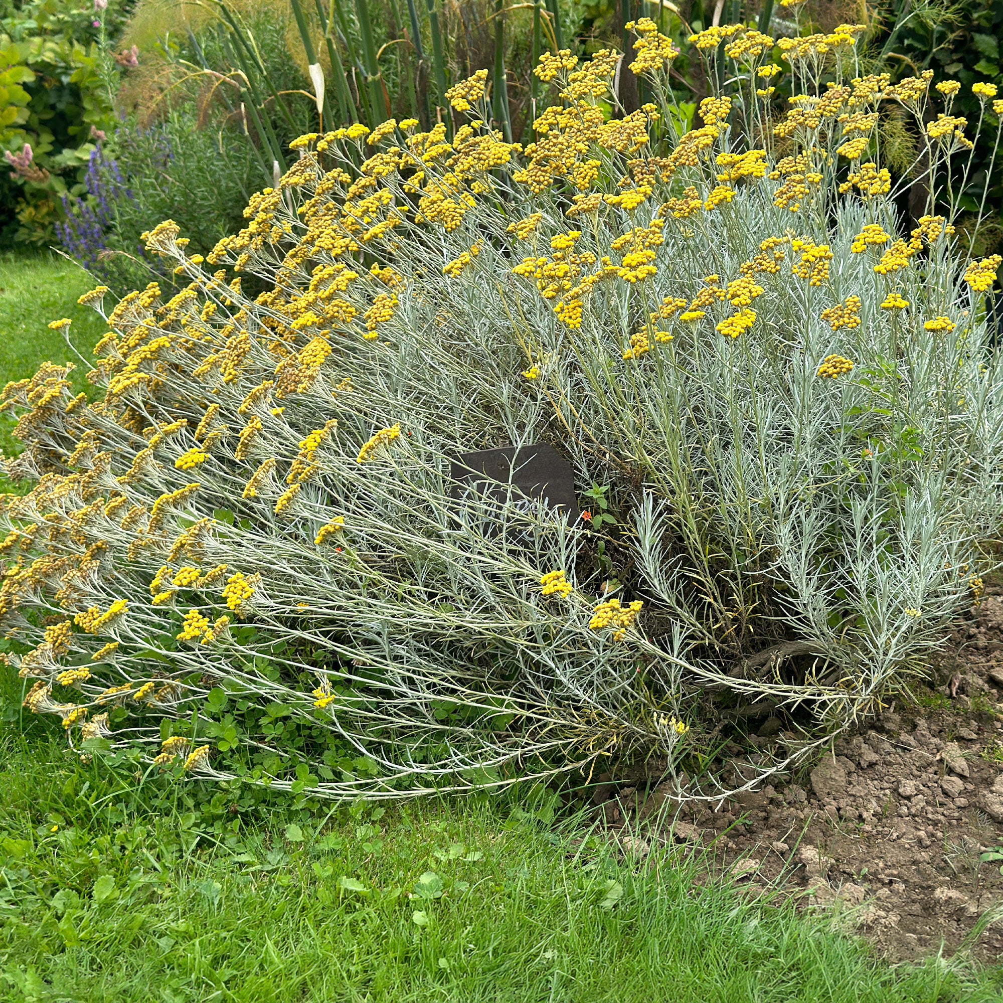 Kerrieplant - Image 2