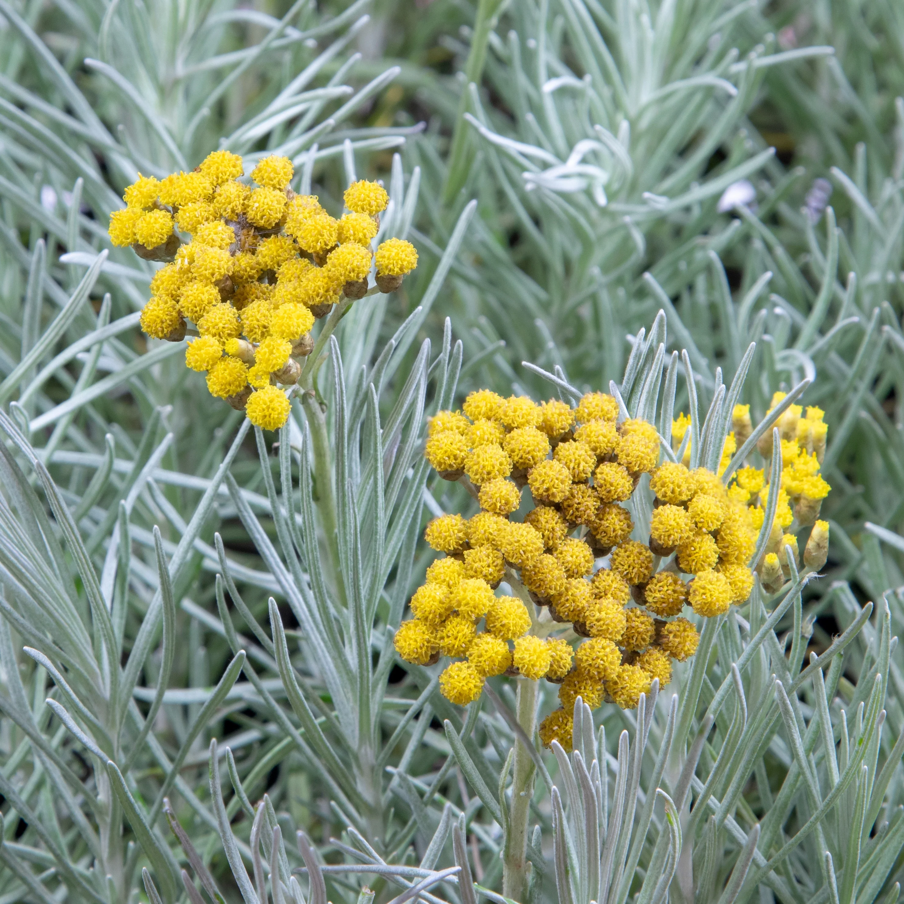 Kerrieplant - Image 3