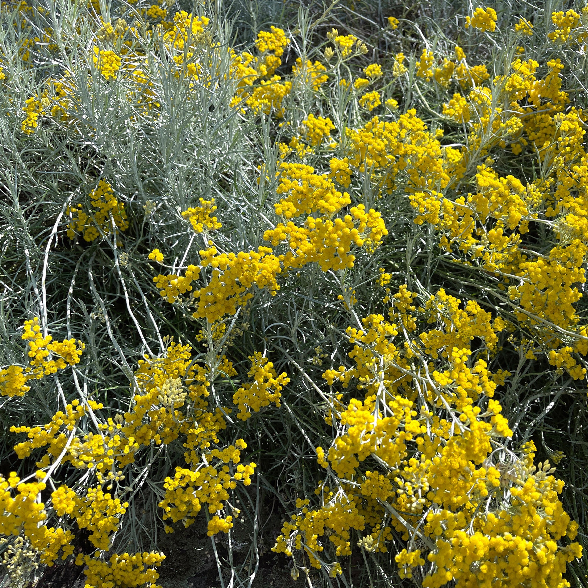 Kerrieplant - Image 4