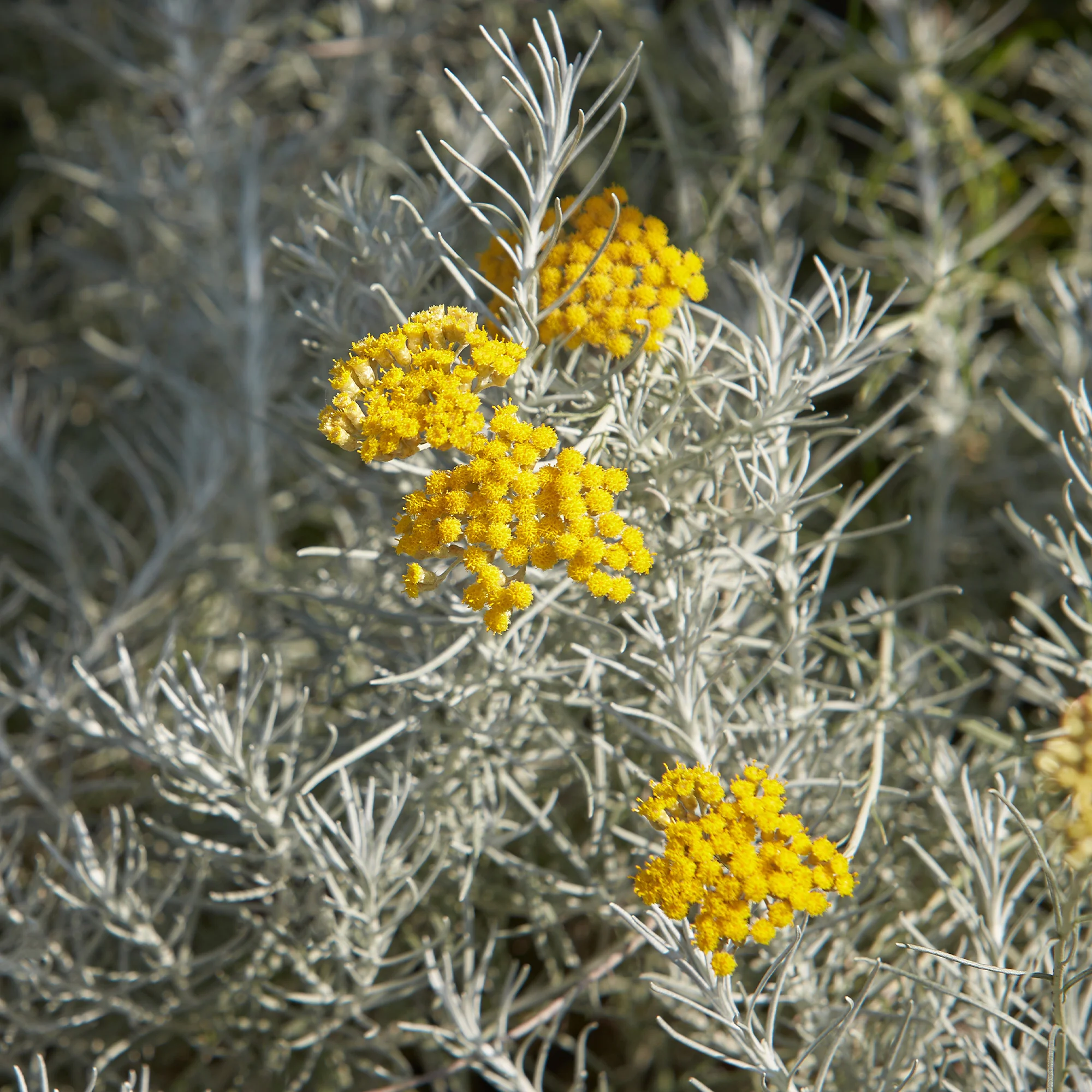 Kerrieplant 'Aladin'