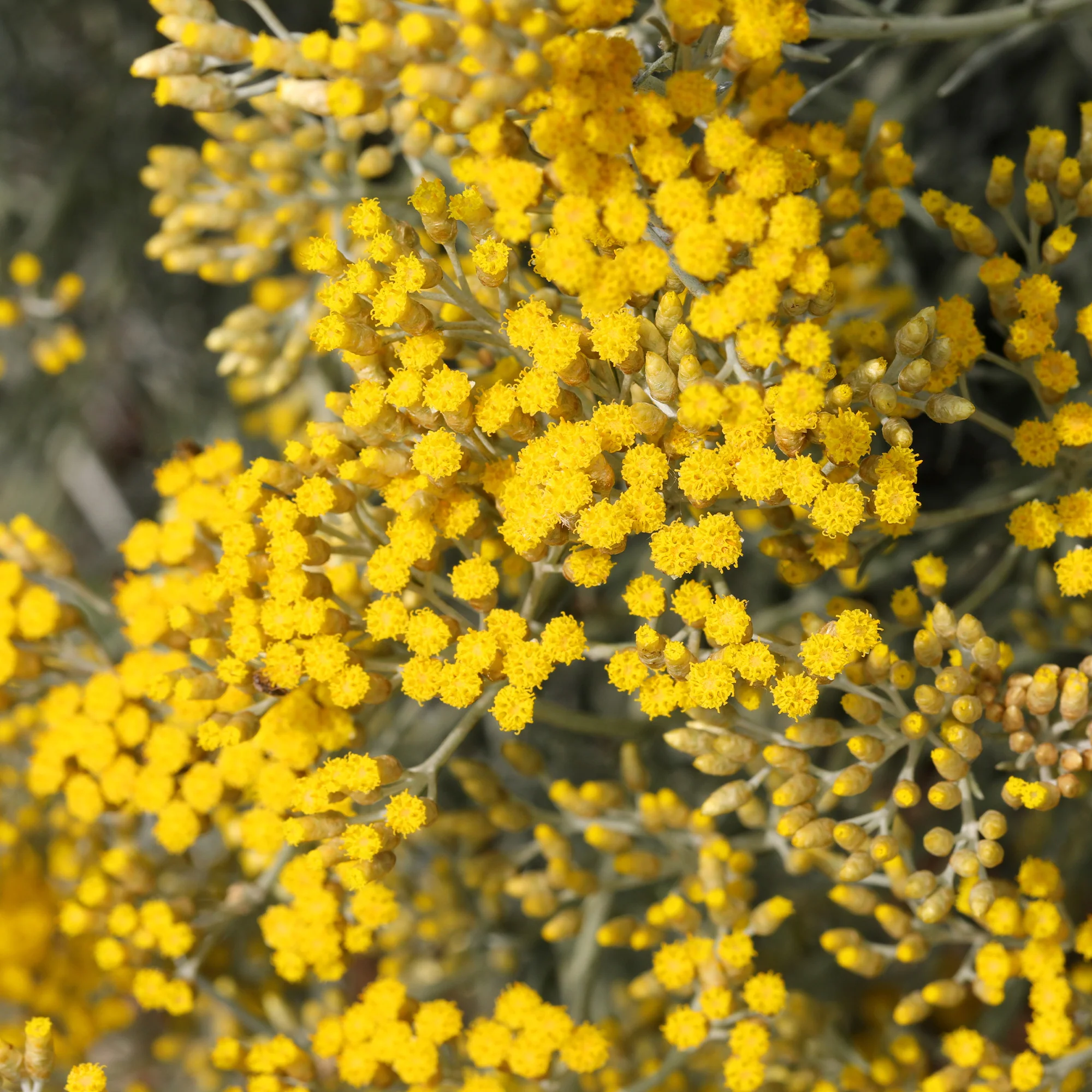 Kerrieplant 'Aladin' - Image 3