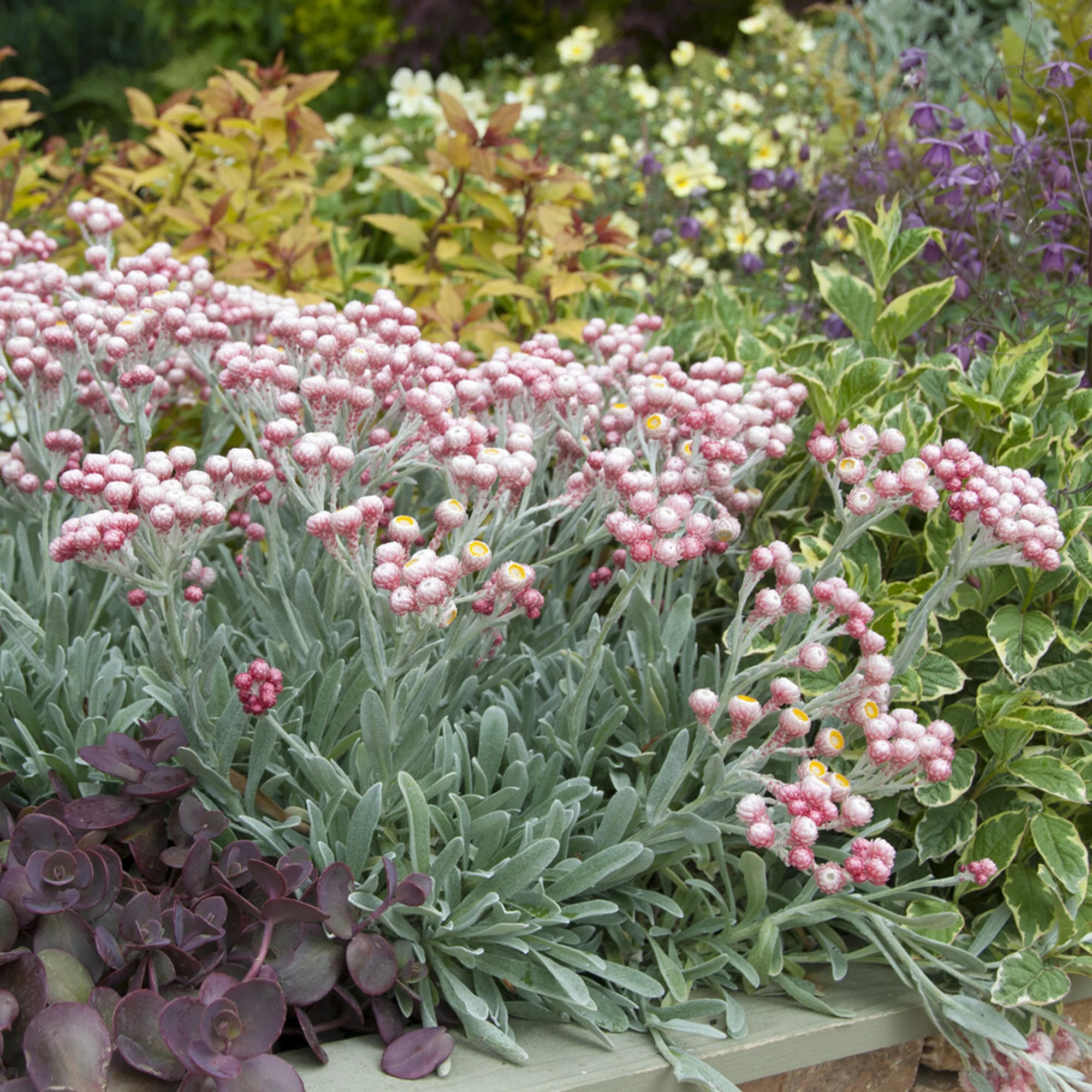 Kerrieplant 'Ruby Cluster'