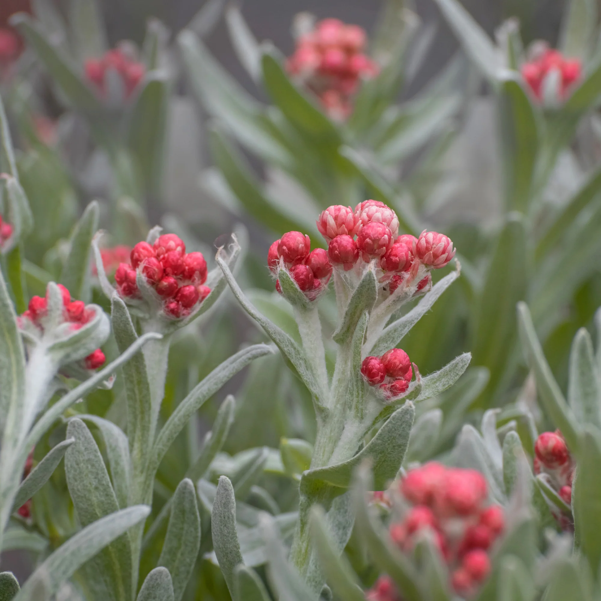 Kerrieplant 'Ruby Cluster' - Image 2