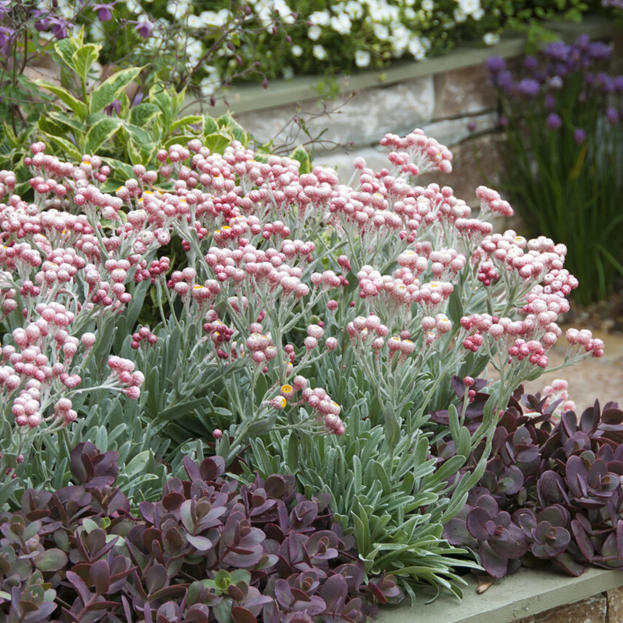 Kerrieplant 'Ruby Cluster' - Image 3