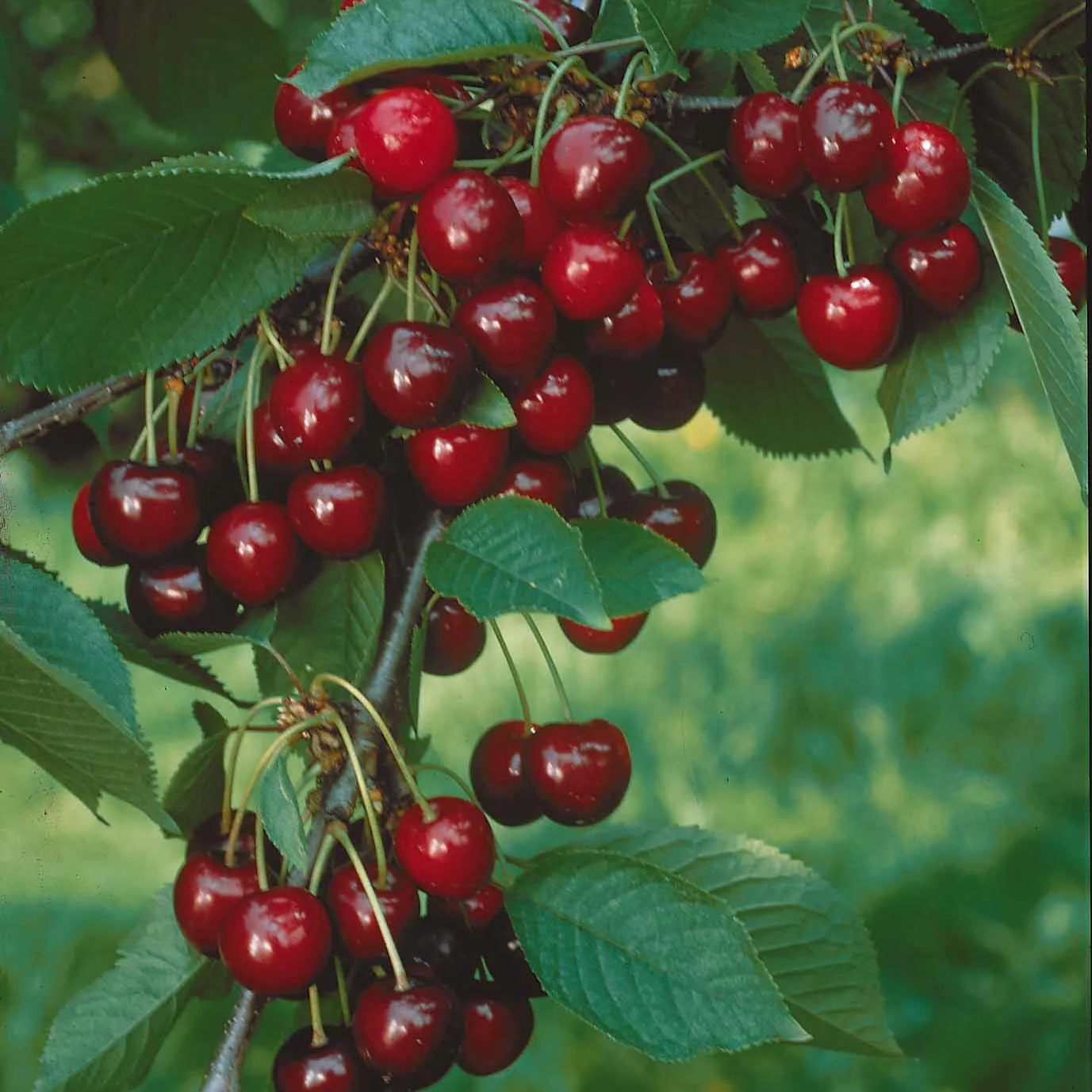 Kersenboom 'Sylvia' - Image 3