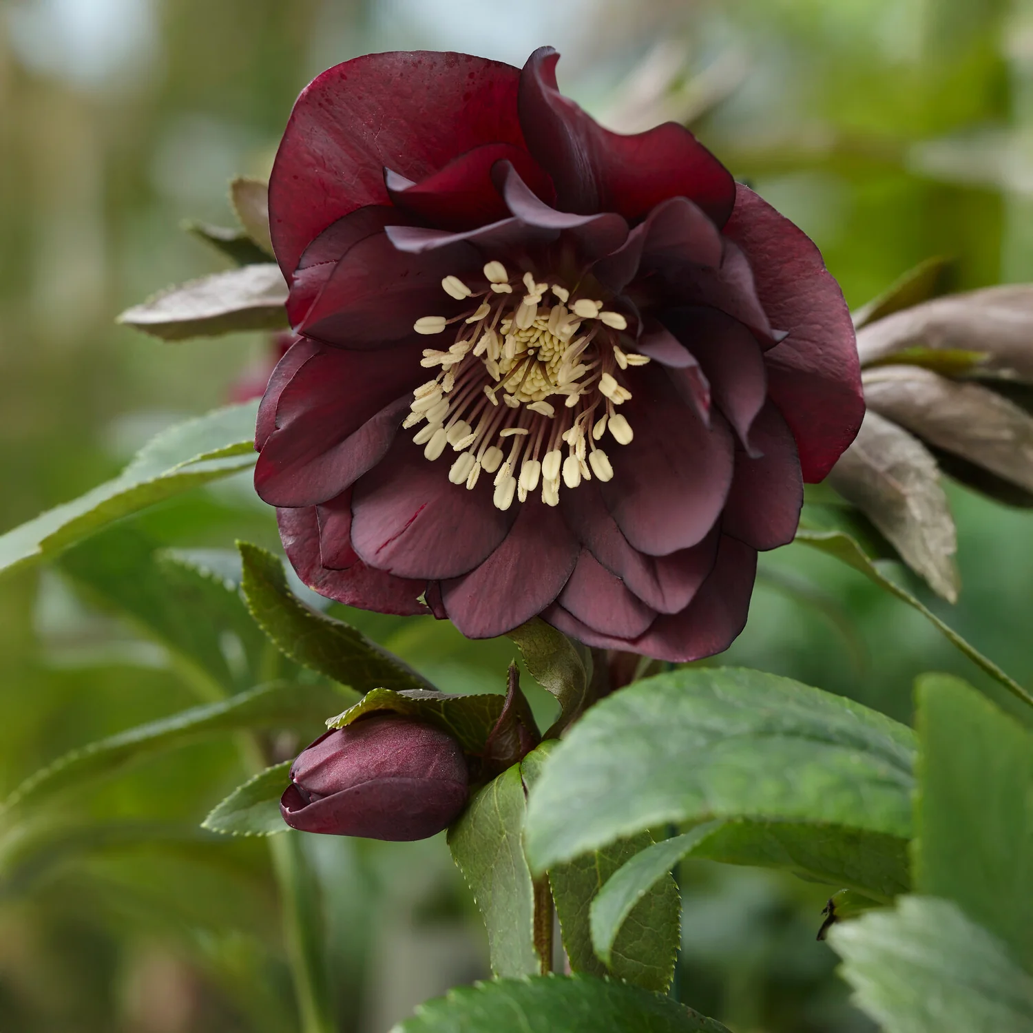 Kerstroos Dubbbel Ellen Violet (x2)