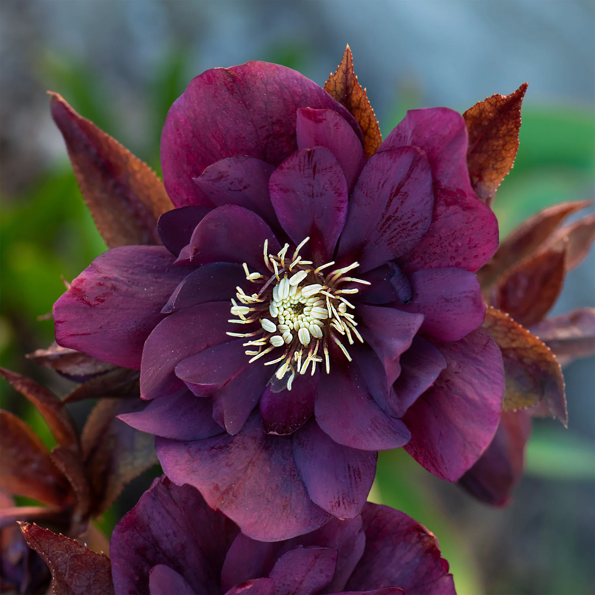 Kerstroos Dubbbel Ellen Violet (x2) - Image 3