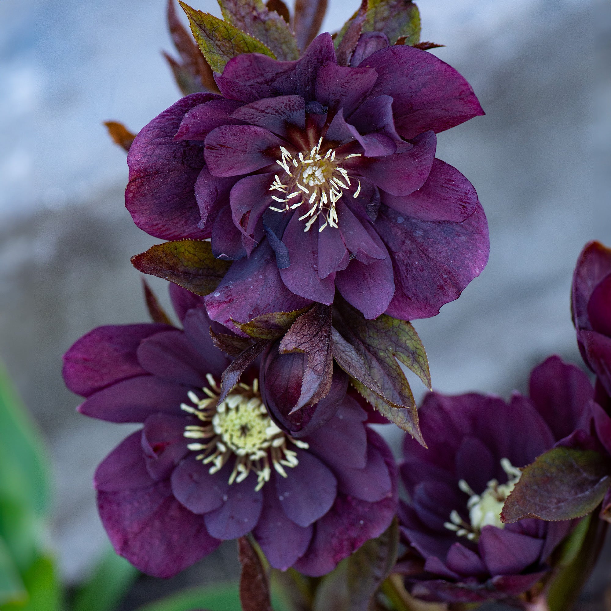 Kerstroos Dubbbel Ellen Violet (x2) - Image 5