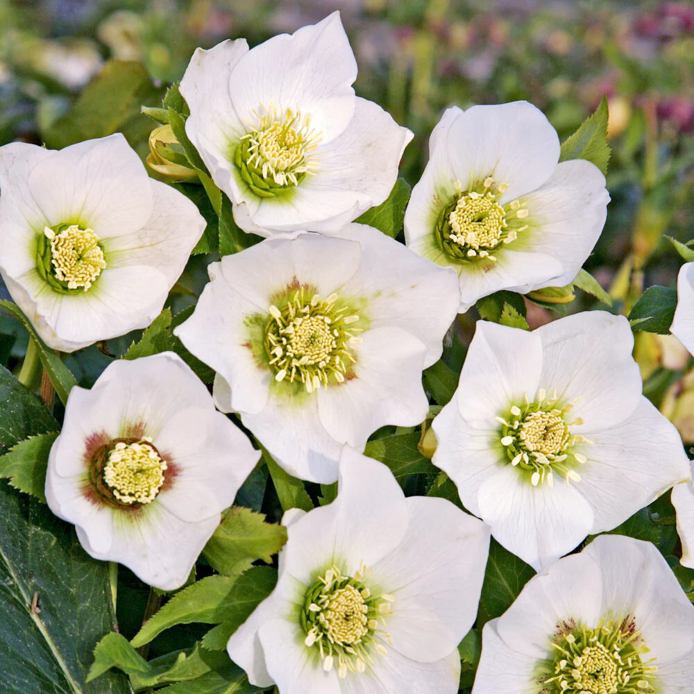 Kerstroos White Lady