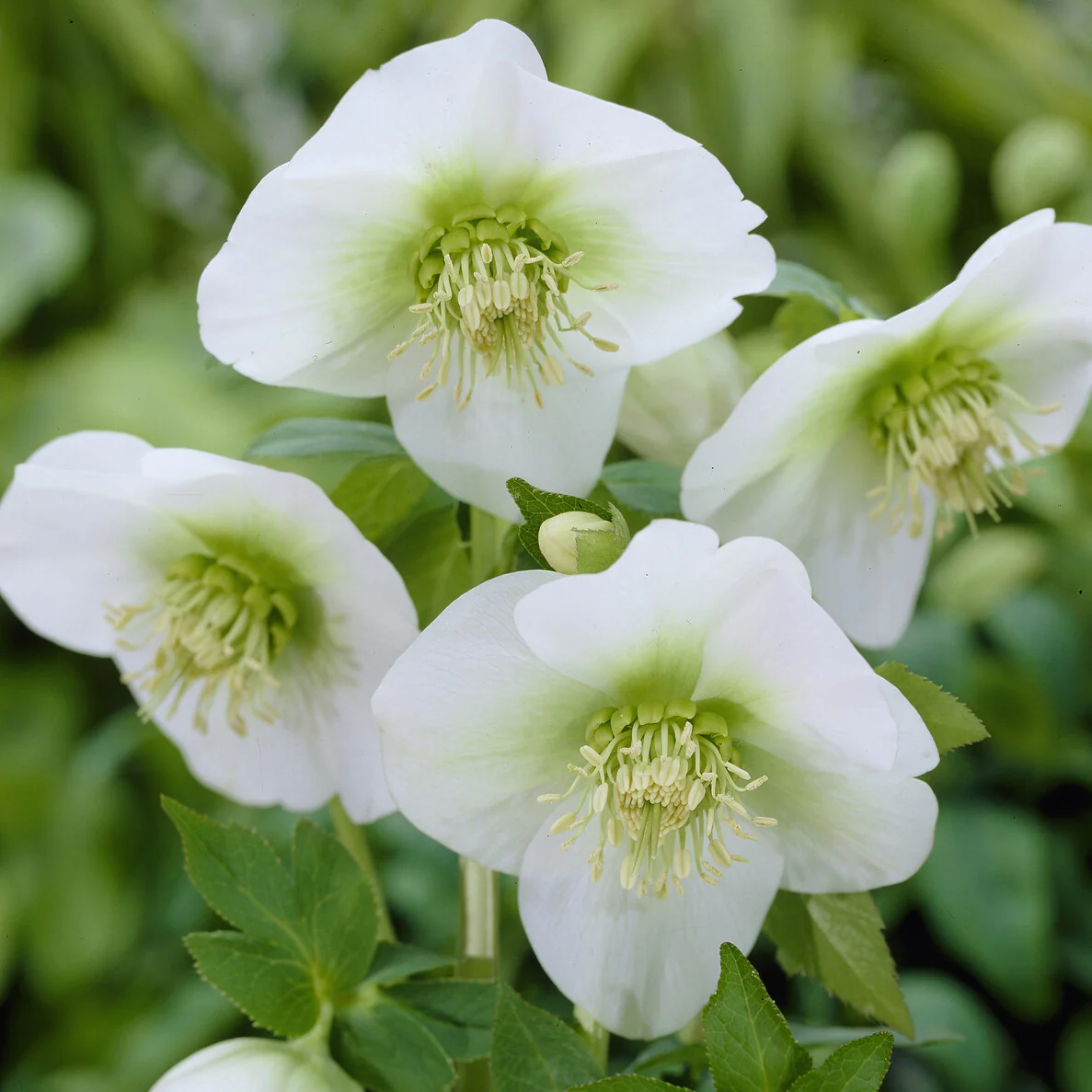 Kerstroos White Lady - Image 2