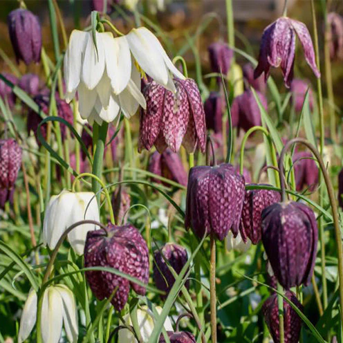 Kievitsbloemen gemengd (x30) - Image 2