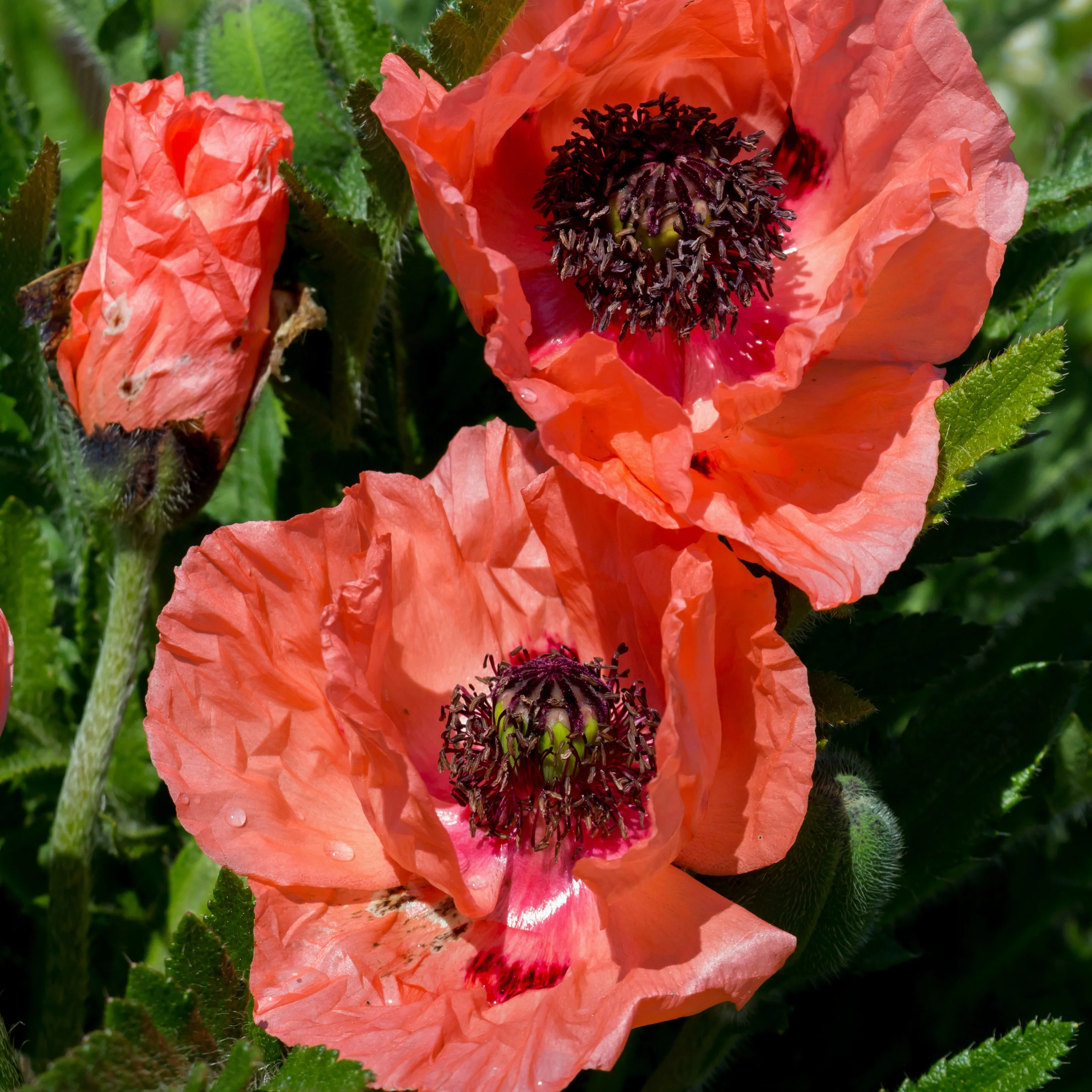 Klaproos 'Effendi' (x3)