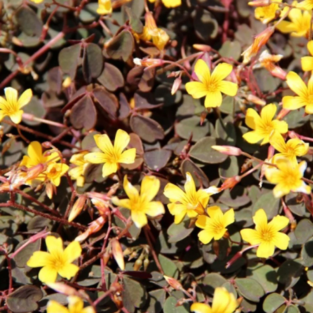 Klaverzuring 'Burgundy Yellow' (x3)