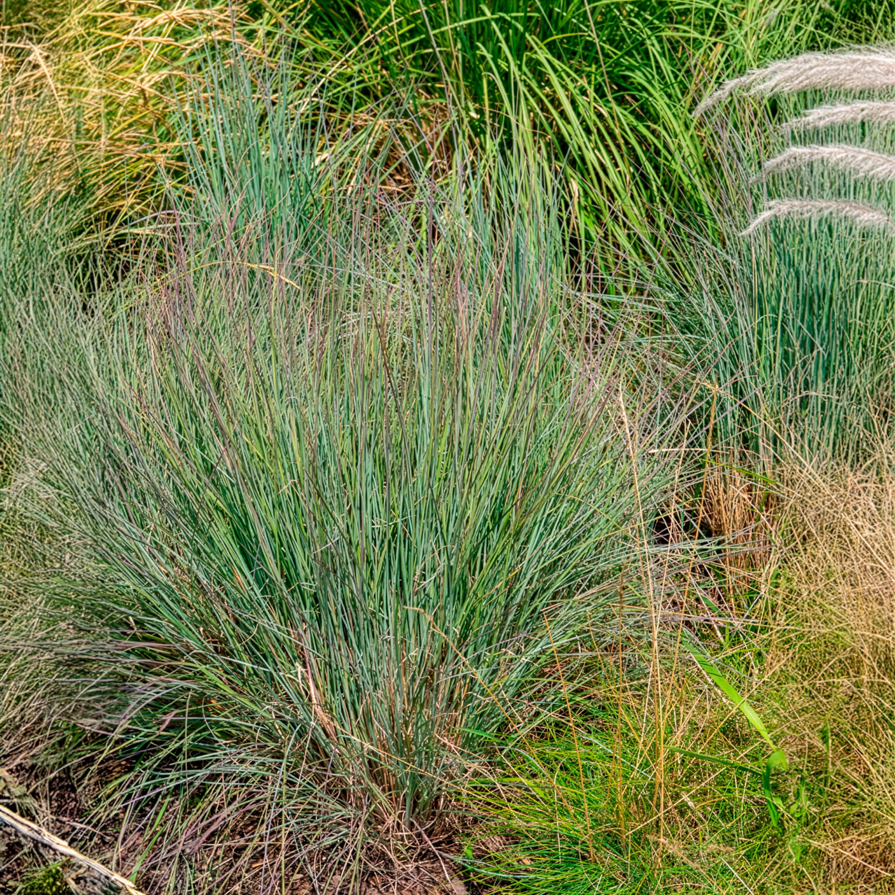 Klein prairiegras
