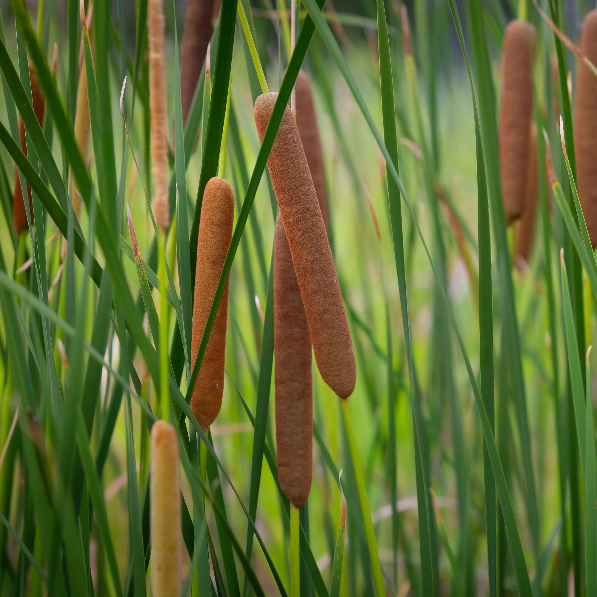 Bakker smalbladig mos - Image 3