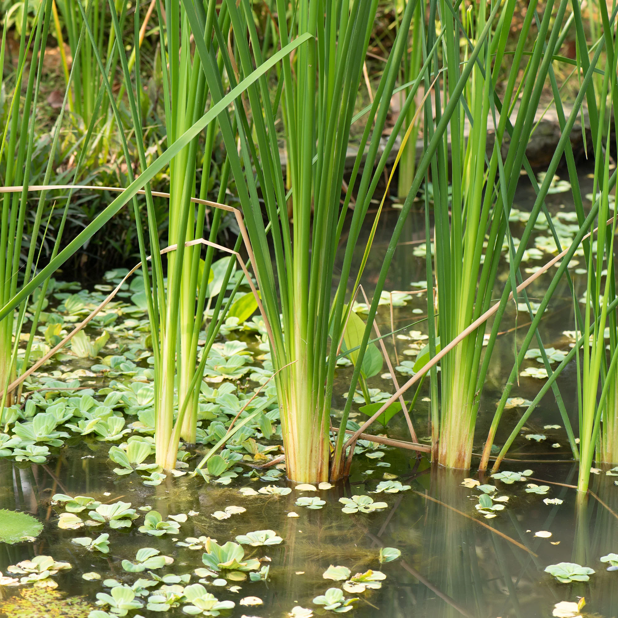 Bakker smalbladig mos - Image 5