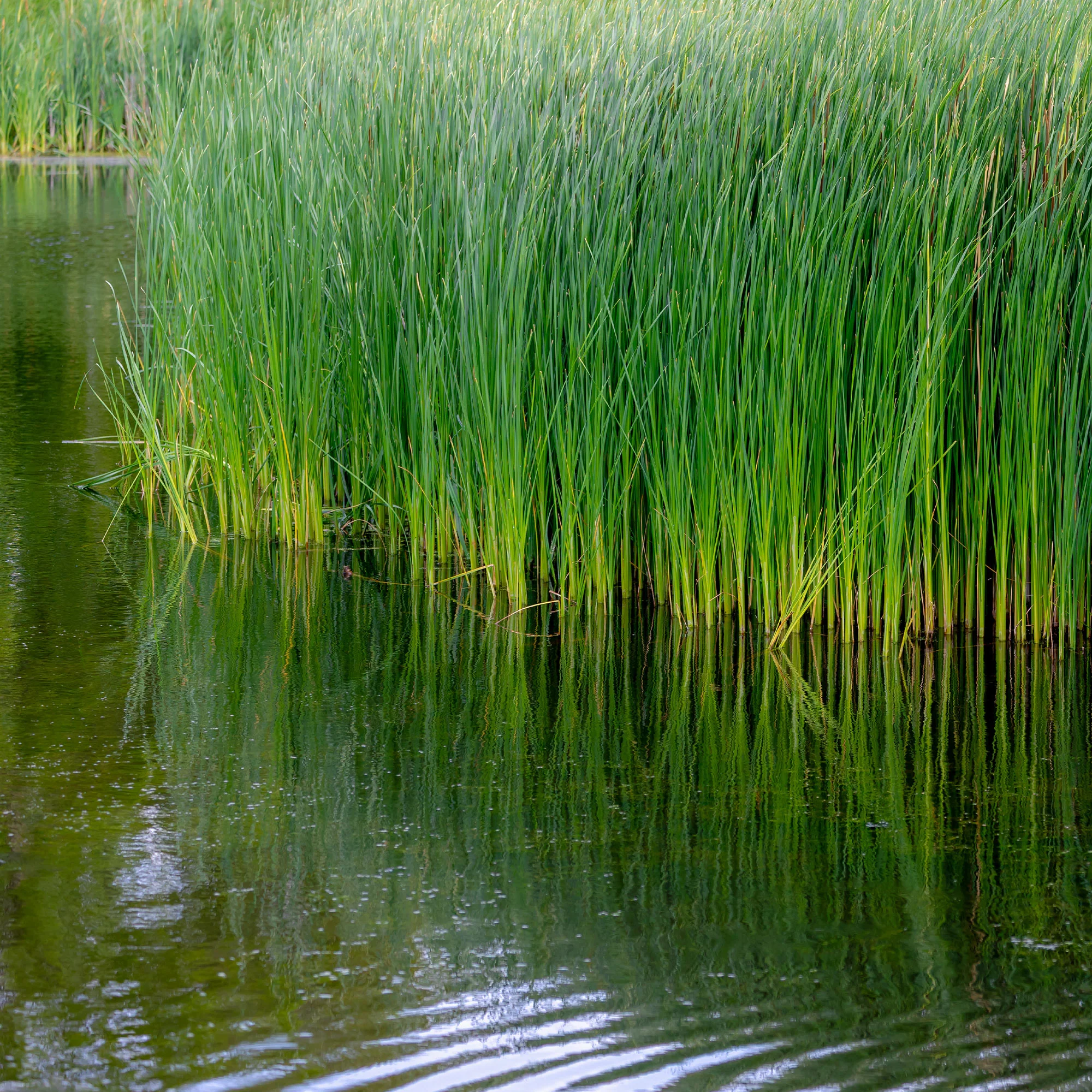 Bakker smalbladig mos - Image 6