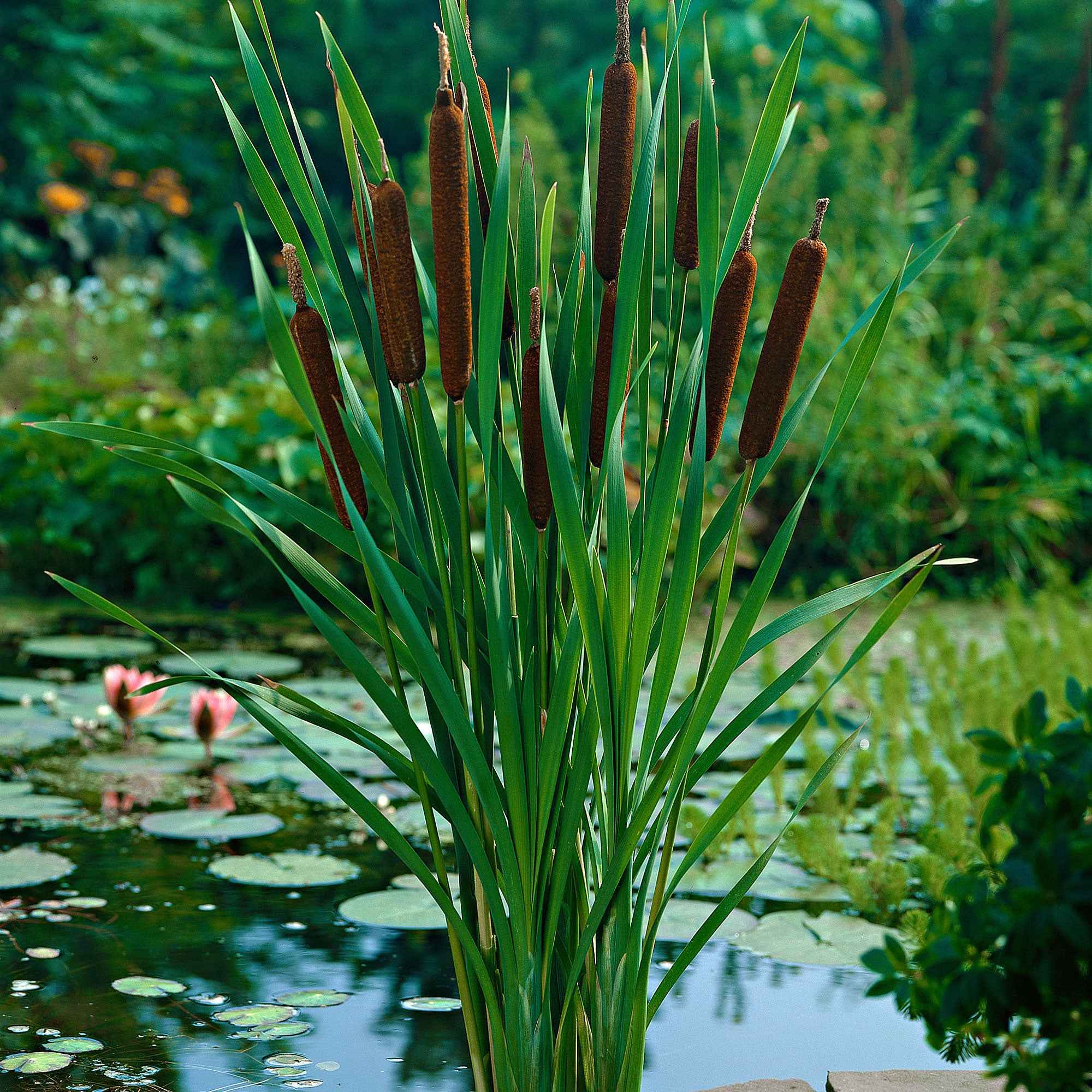 Bakker smalbladig mos - Image 7
