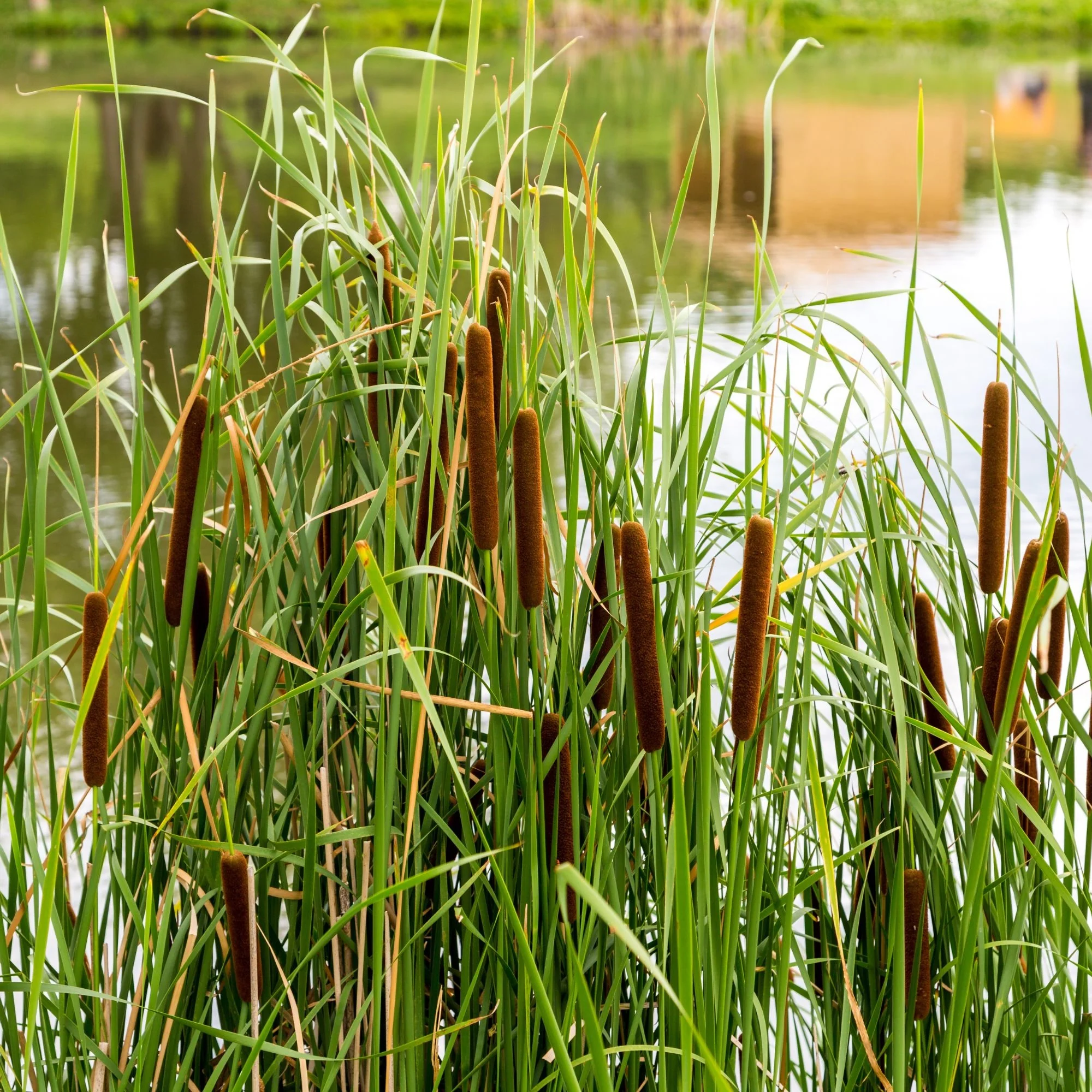 Bakker smalbladig mos - Image 8