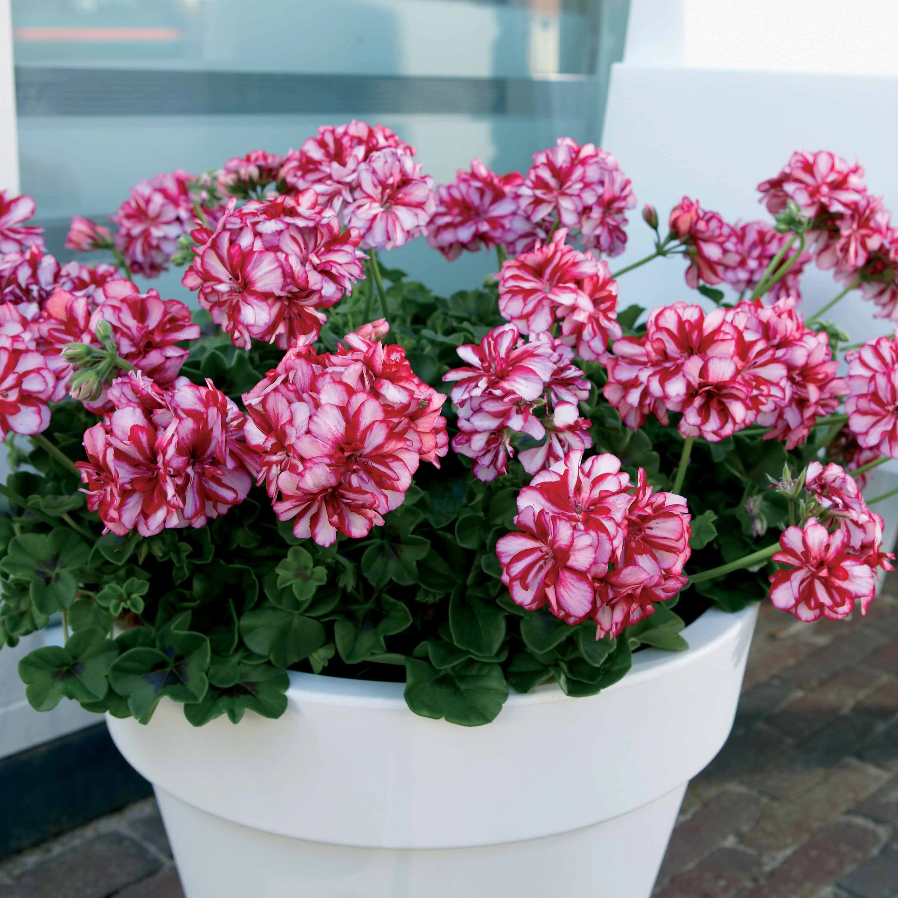 Klimgeranium bicolor (x3) - Image 2