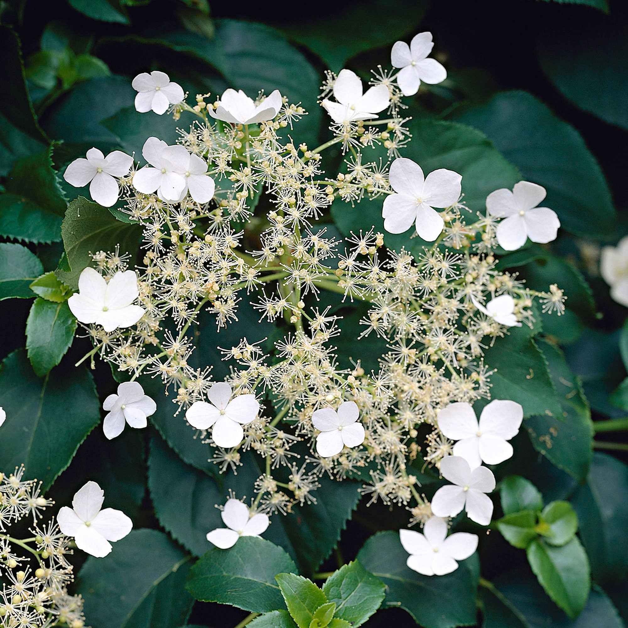 Klimhortensia - Image 3