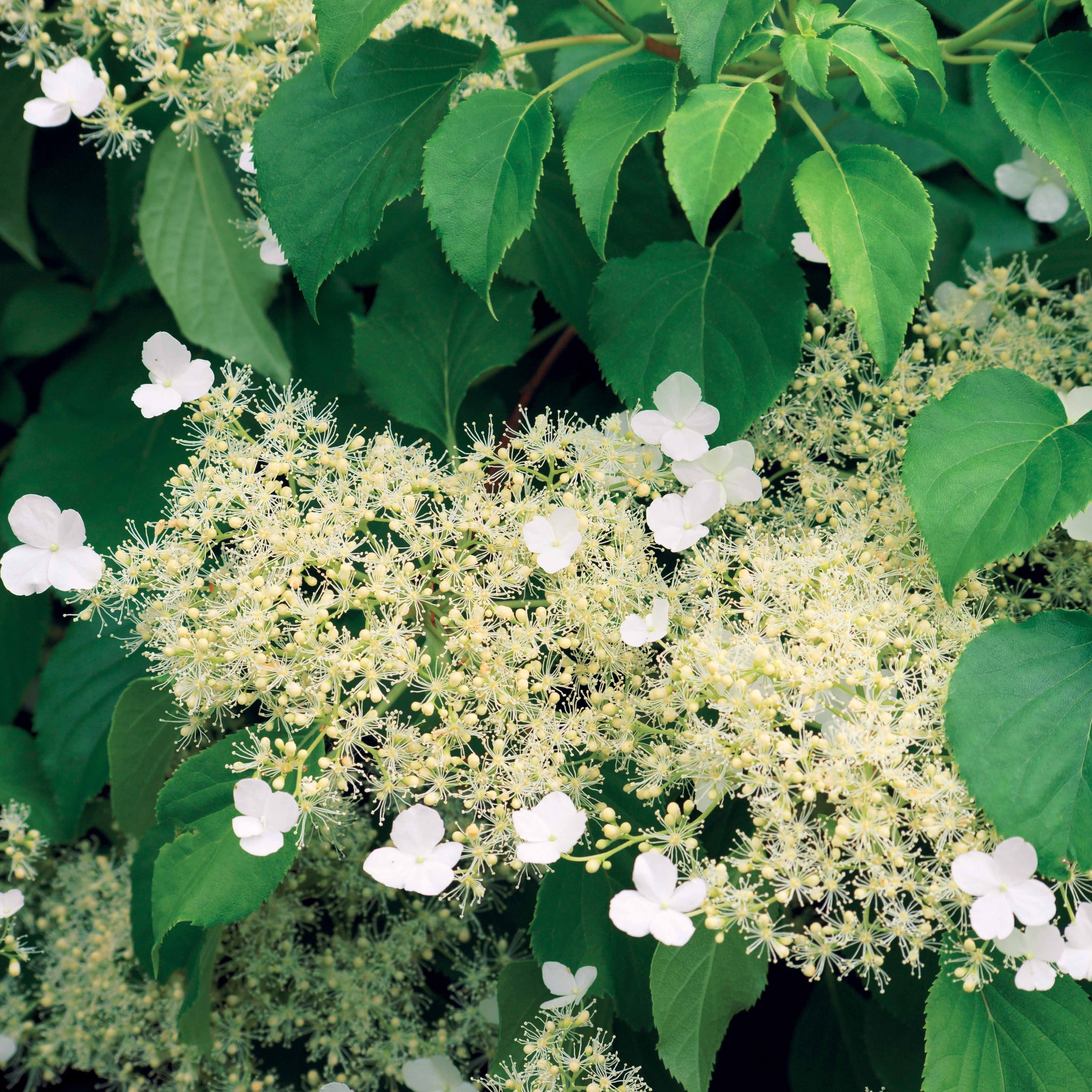Klimhortensia - Image 4