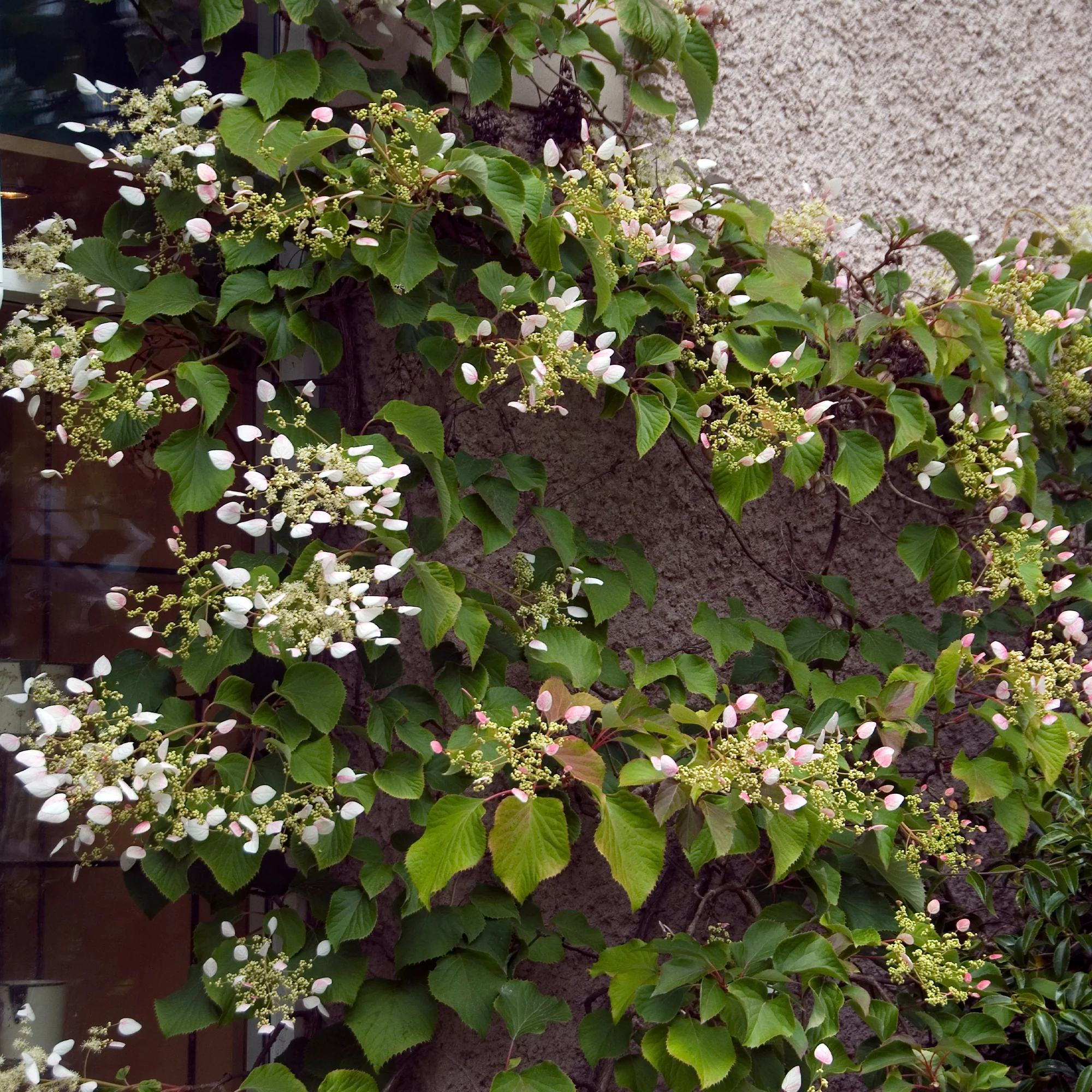 Klimhortensia 'brookside Little Leaf' - Image 3