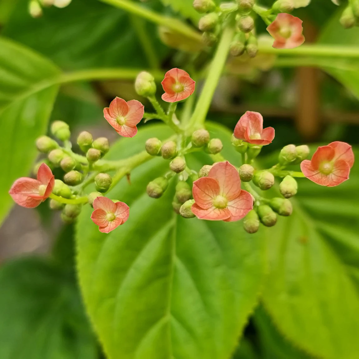 Klimhortensia Crug Coral