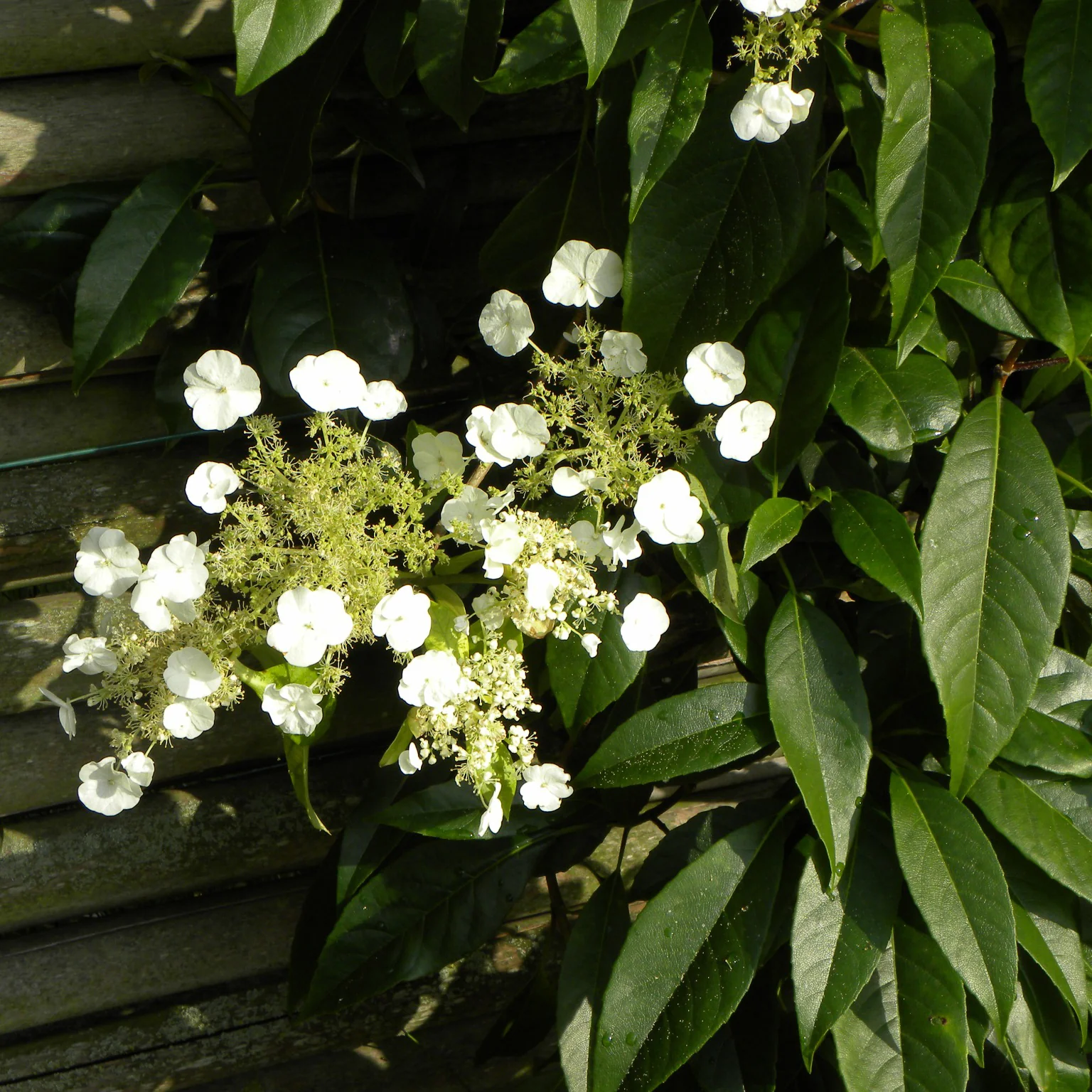 Klimhortensia Seemanii - Image 3