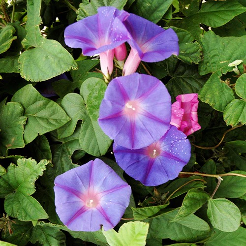 Klimmende winde 'Grandiflora' - Image 2