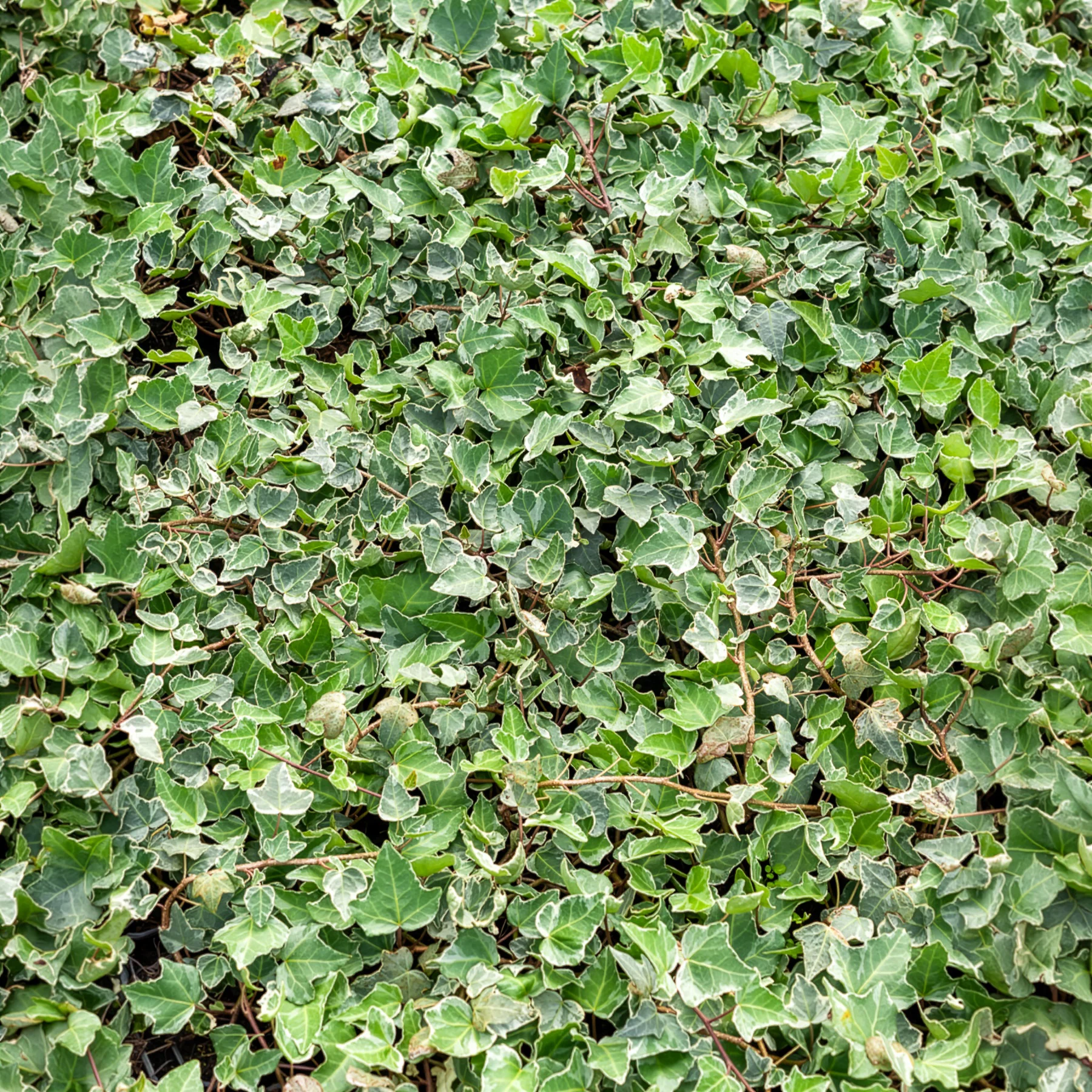 Klimop - Image 3
