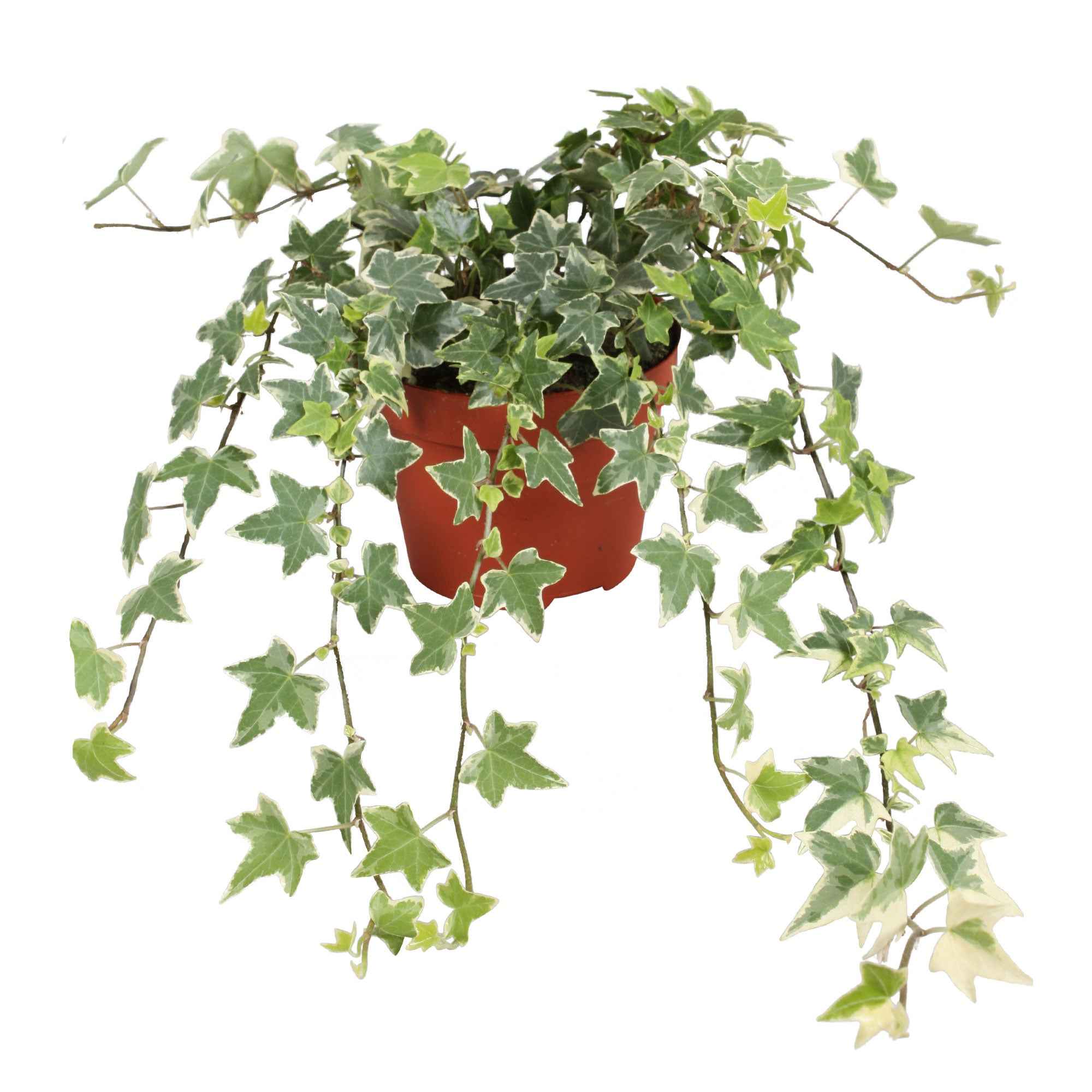 Klimop 'Eva' - Image 3