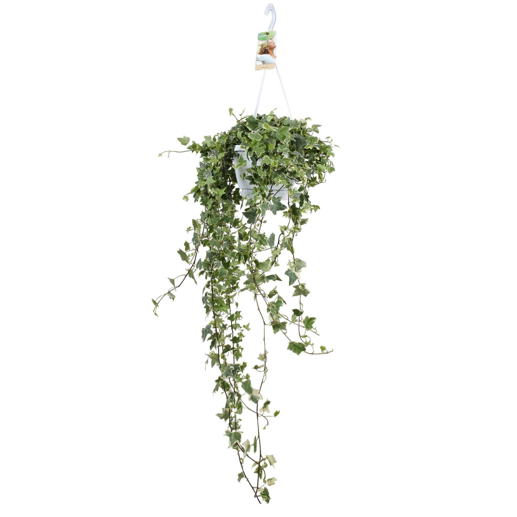 Klimop 'Eva' - Image 4