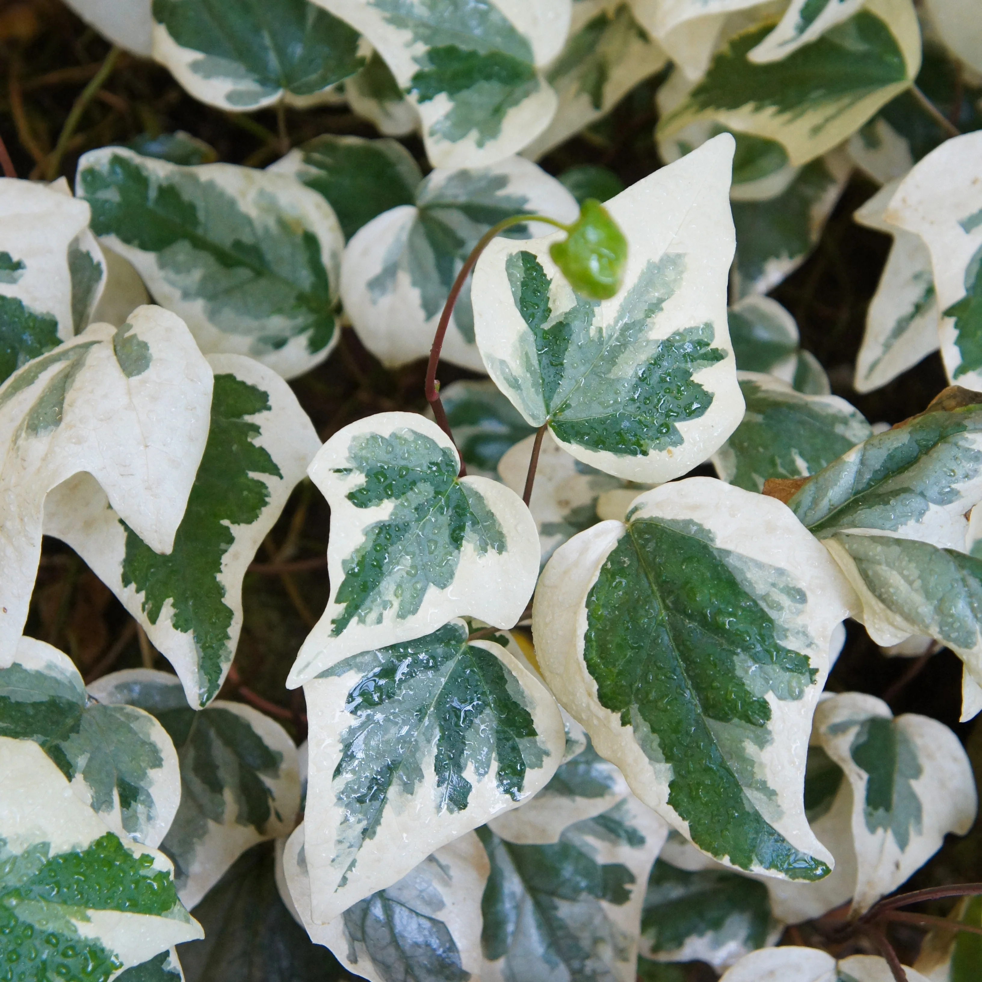 Klimop 'Gloire de Marengo' - Image 3