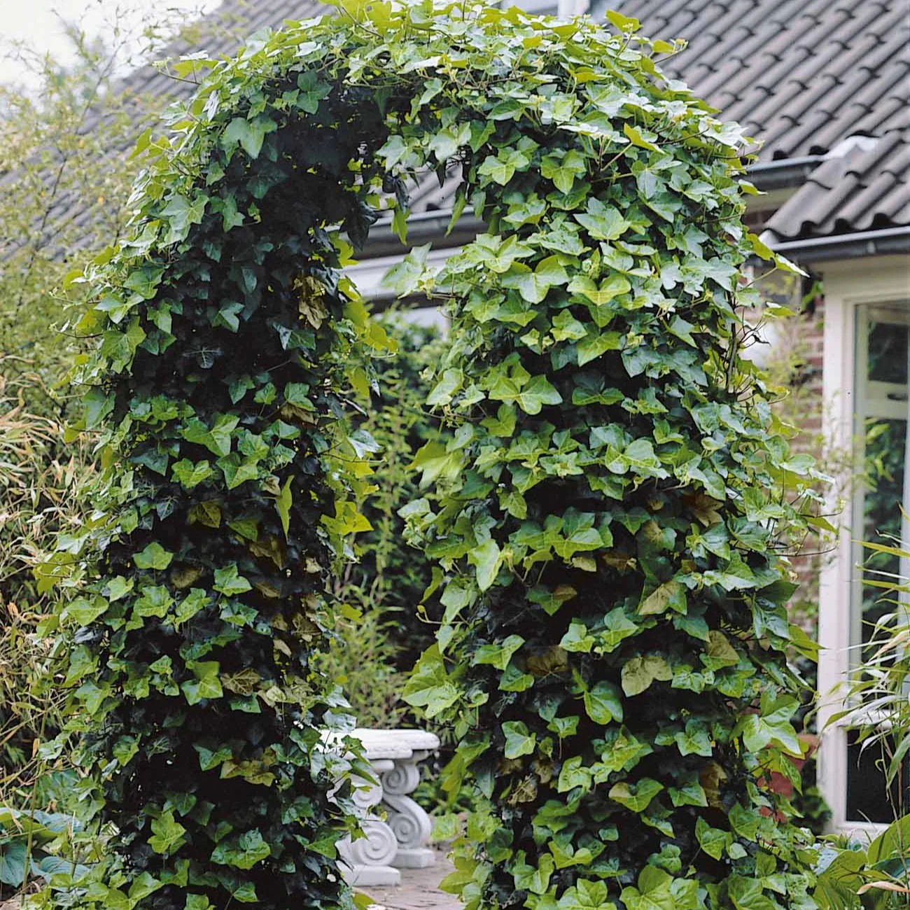 Klimop Hedera hibernica (x3)