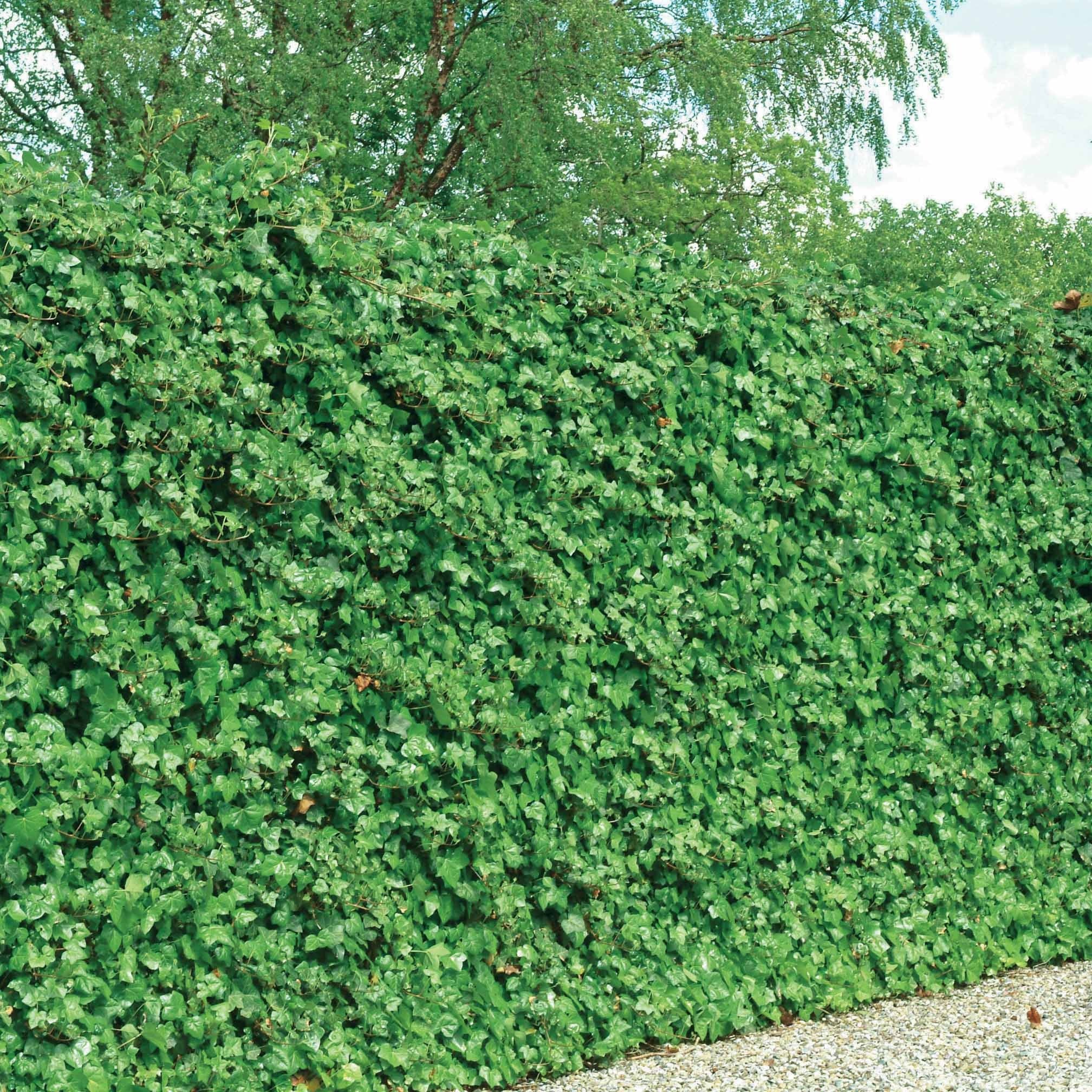 Klimop Hedera hibernica (x3) - Image 2