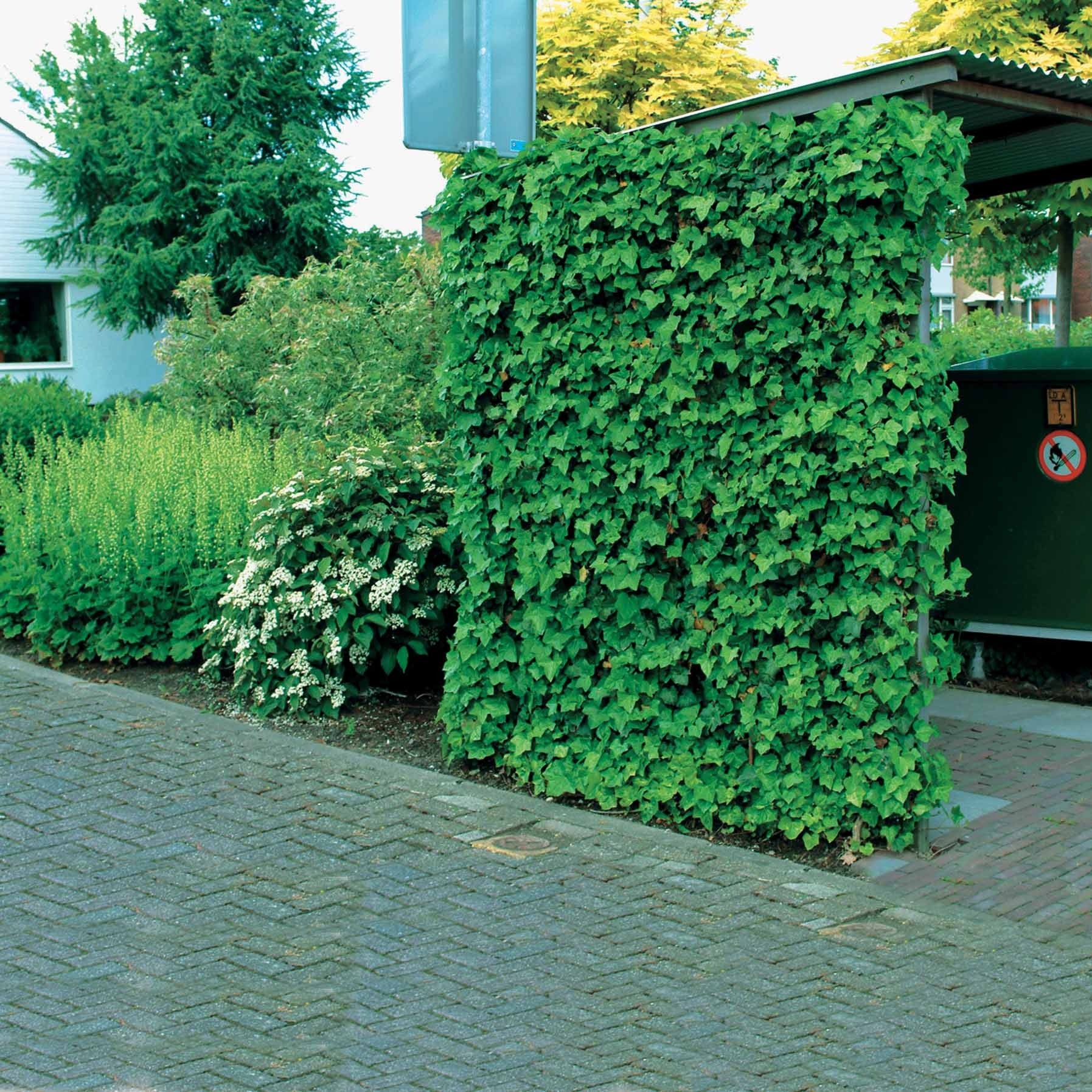 Klimop Hedera hibernica (x3) - Image 4