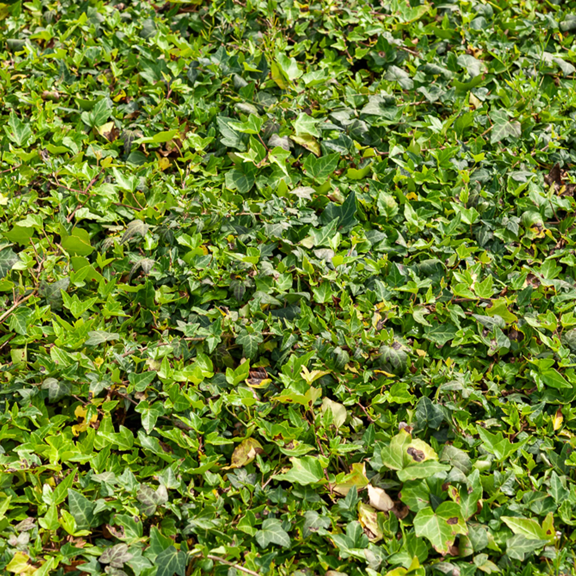 Klimop Shamrock