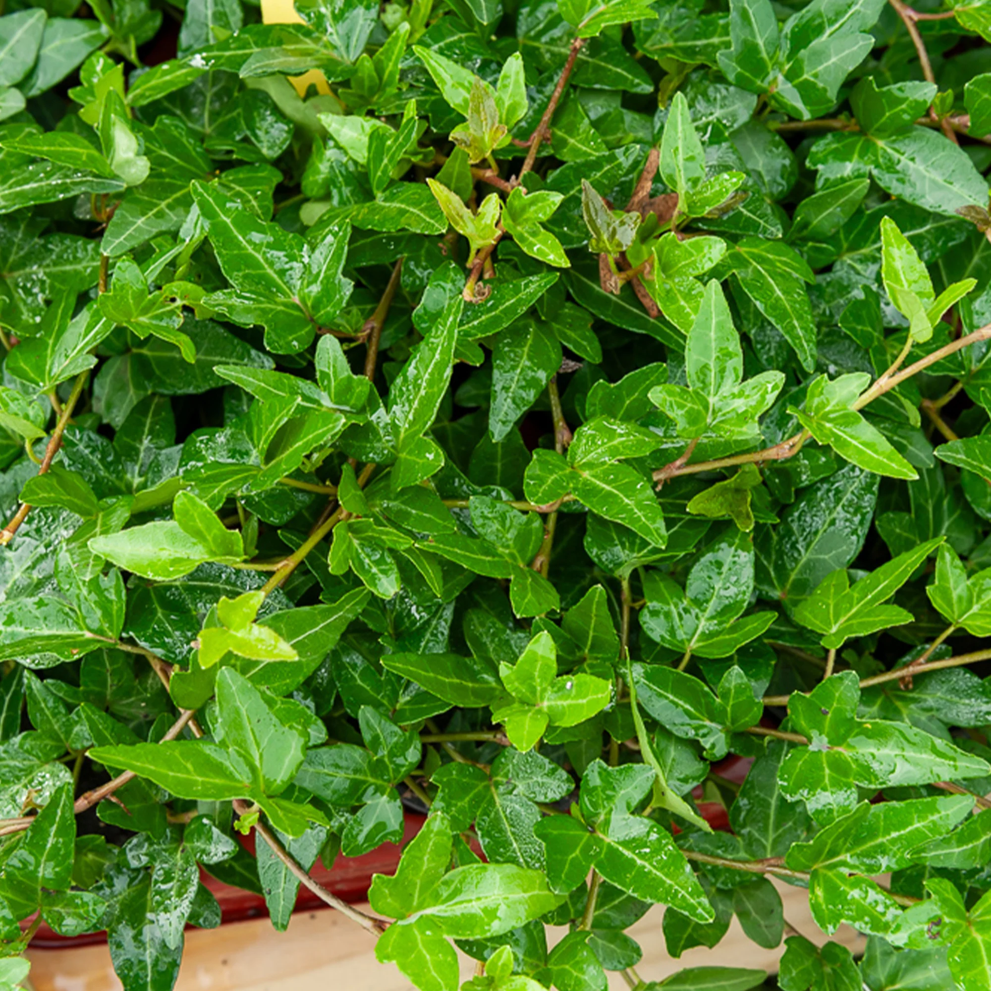 Klimop Shamrock - Image 2