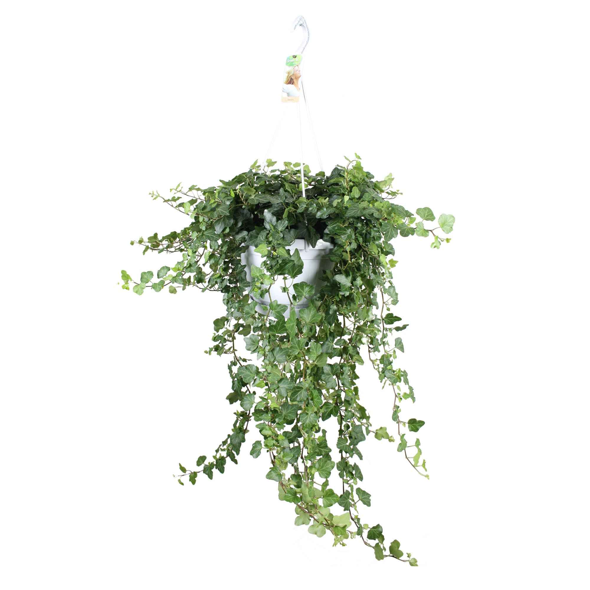 Klimop 'Wonder' - Image 3
