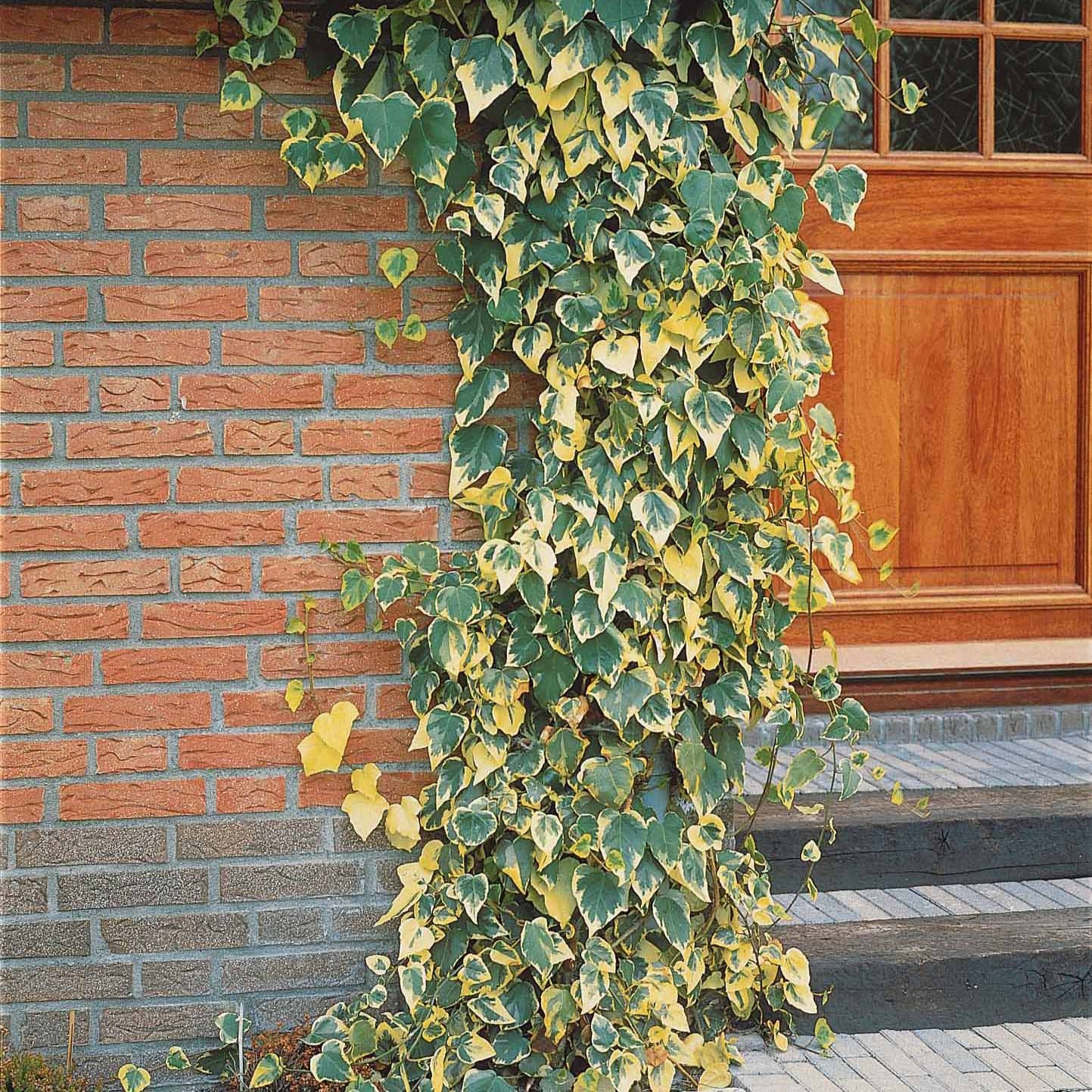 Klimop'Dentata Variegata' - Image 3