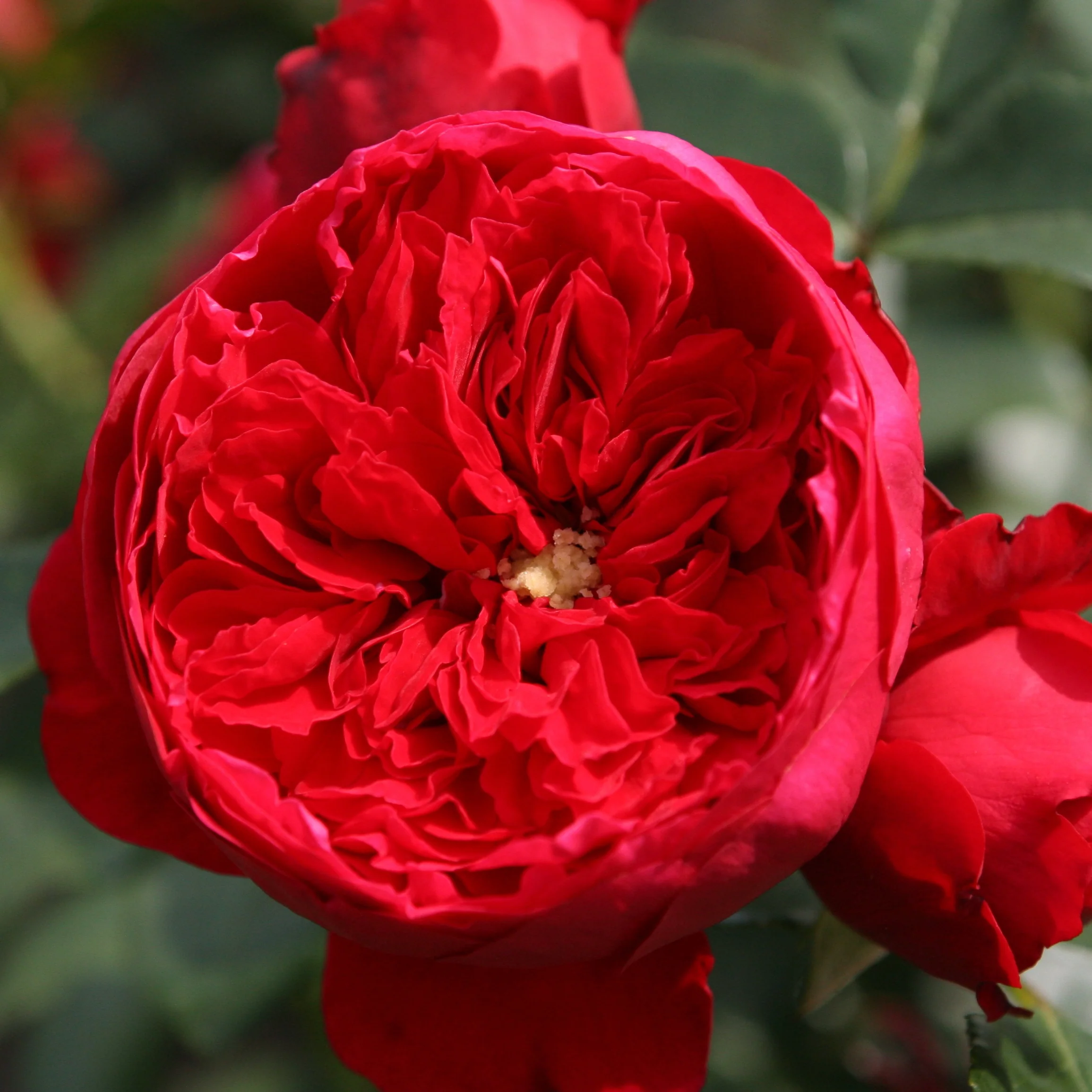 Klimroos 'Florentina'®