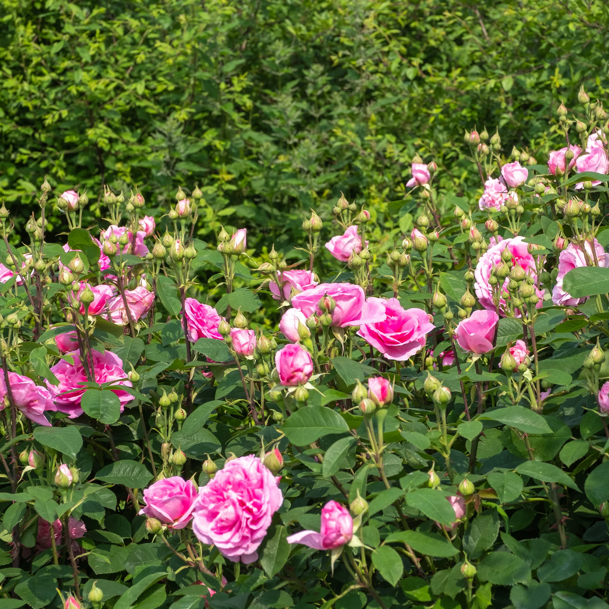 Klimroos Gertrude Jekyll®