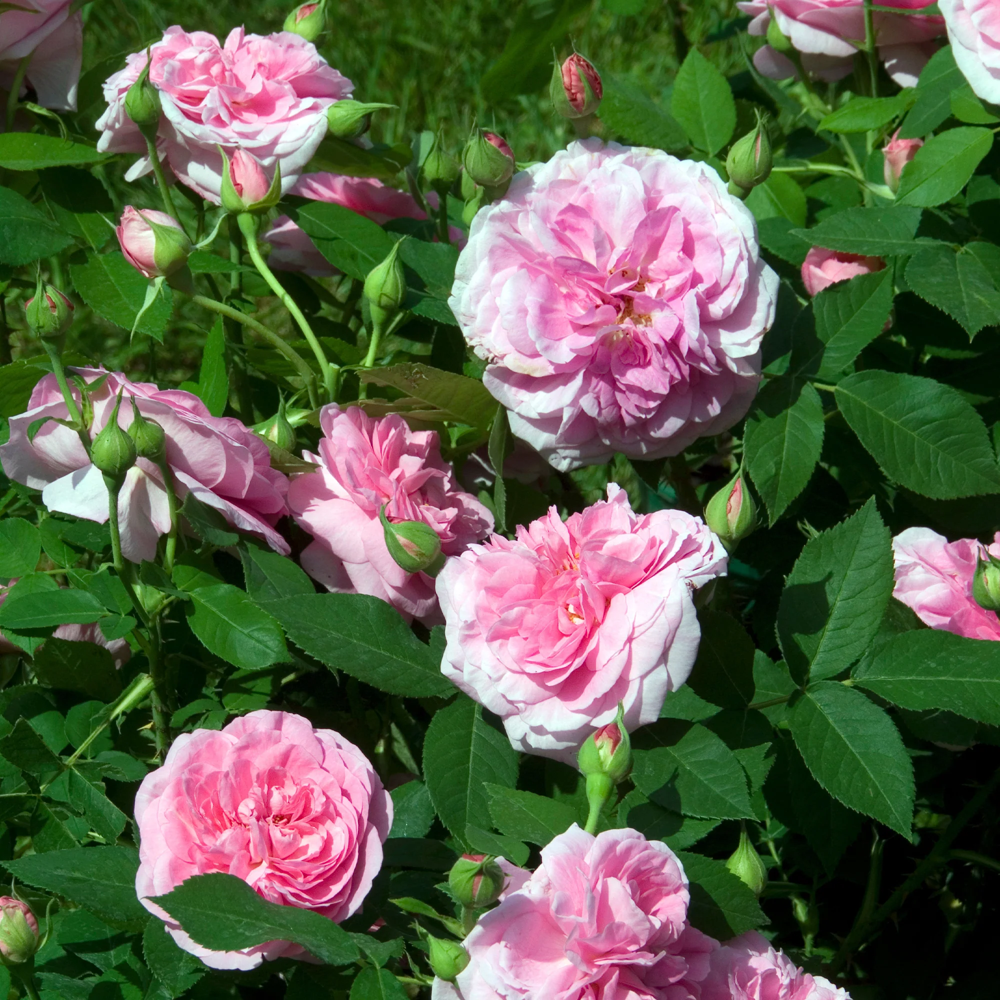 Klimroos Gertrude Jekyll® - Image 2