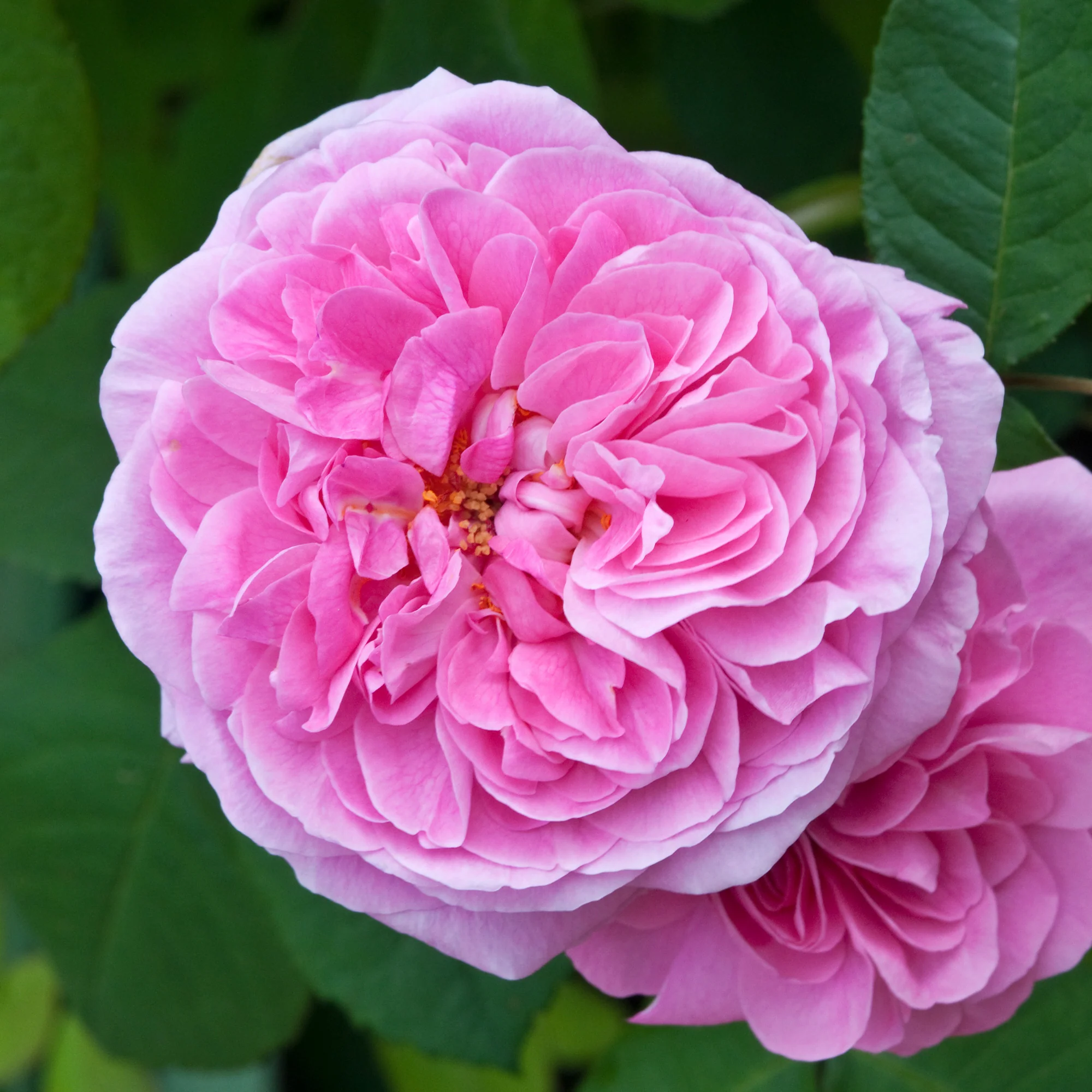 Klimroos Gertrude Jekyll® - Image 3