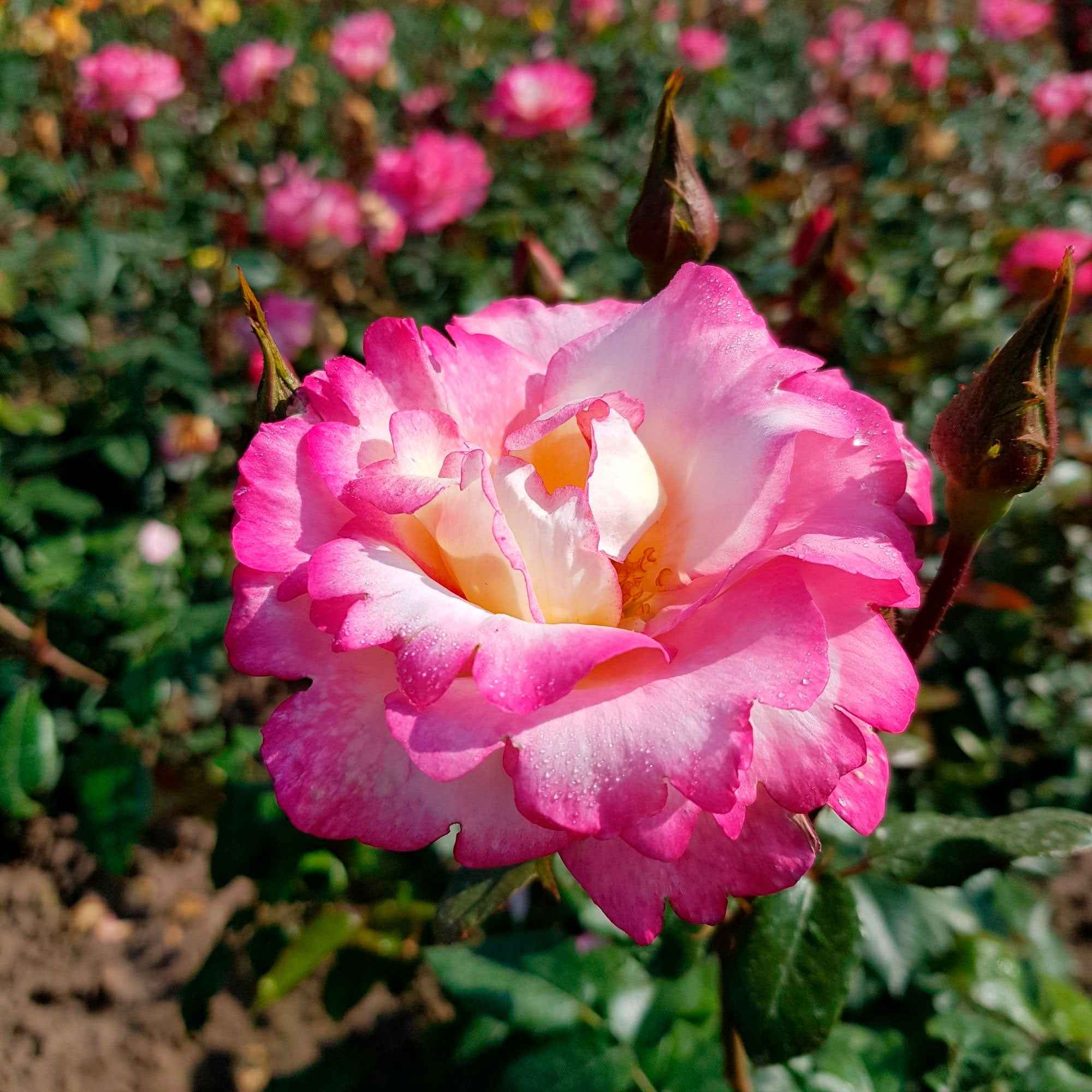 Klimroos 'Haendel'